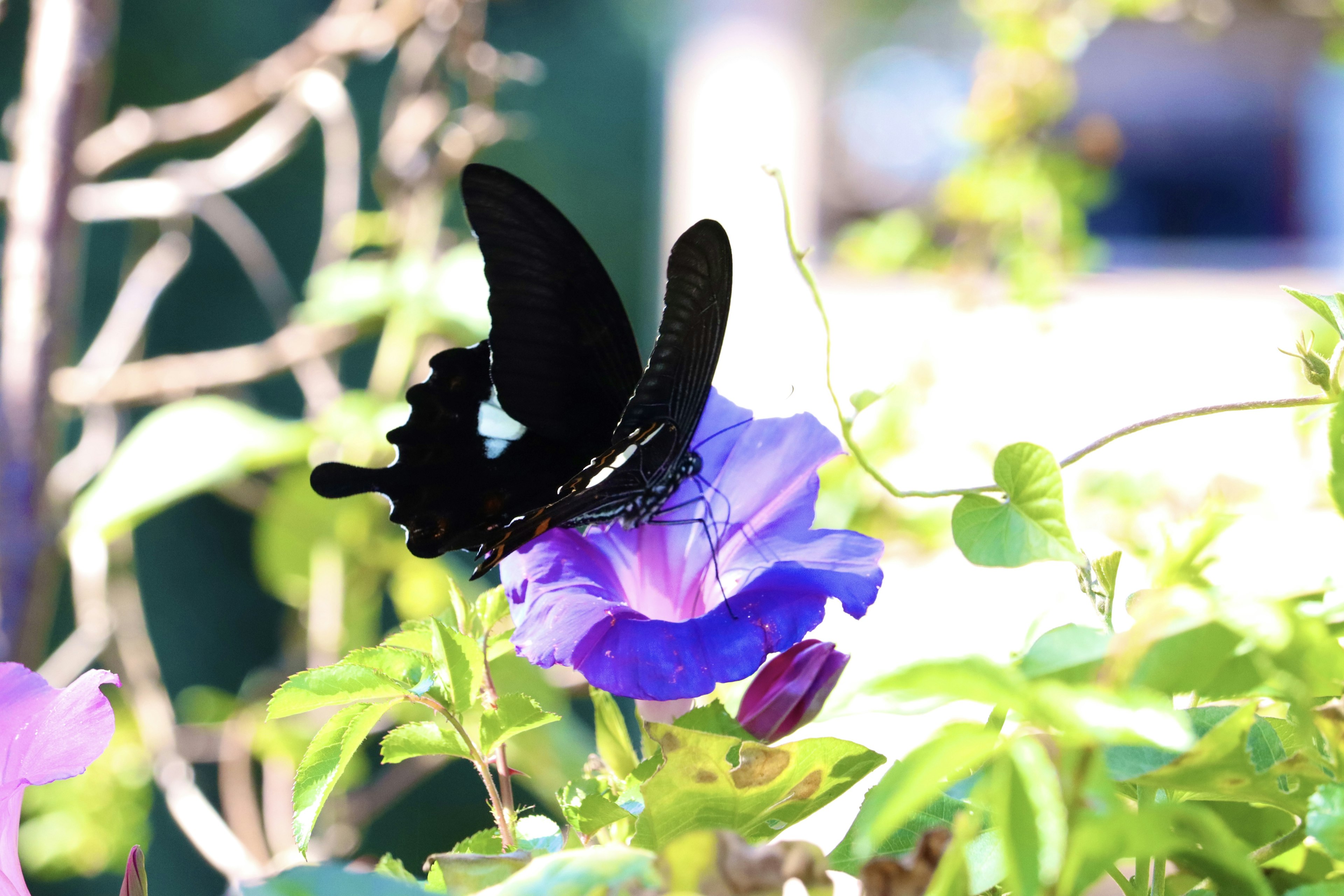 A black butterfly perched on a purple flower in a vibrant garden setting