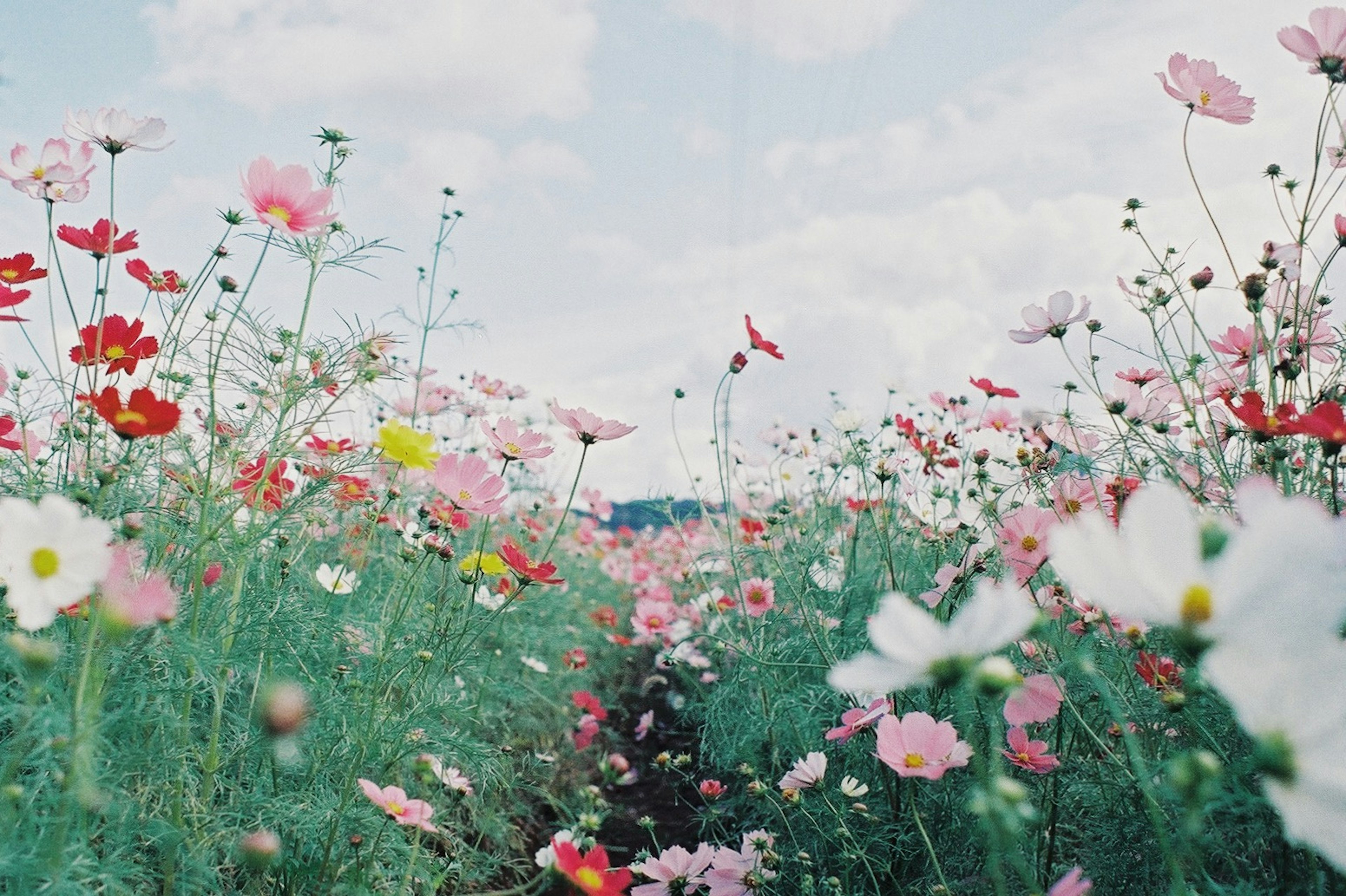 Un vibrante campo de flores en plena floración bajo un cielo azul