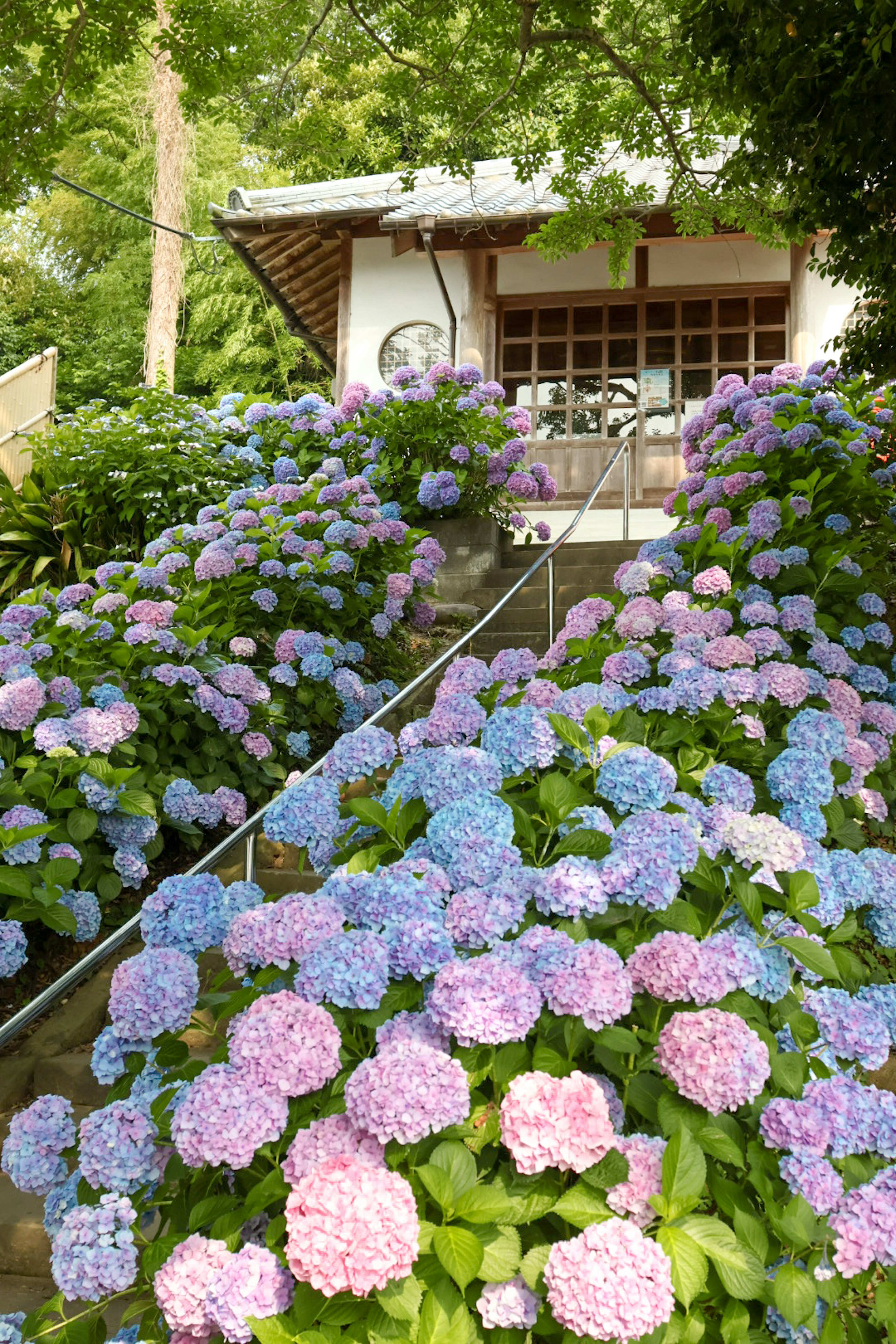 A white house surrounded by blooming blue and pink hydrangeas