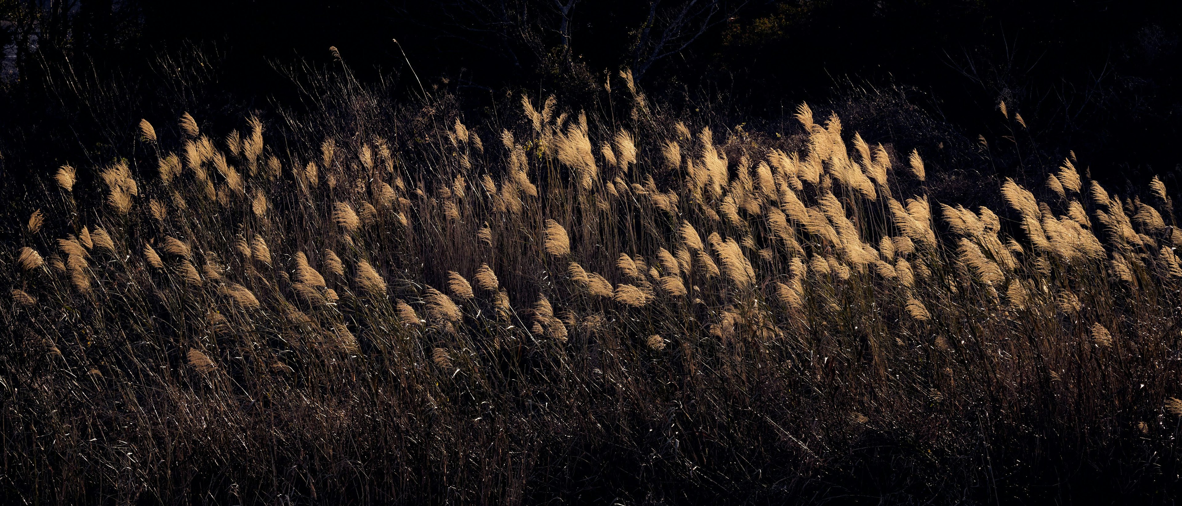 Golden grass swaying against a dark background