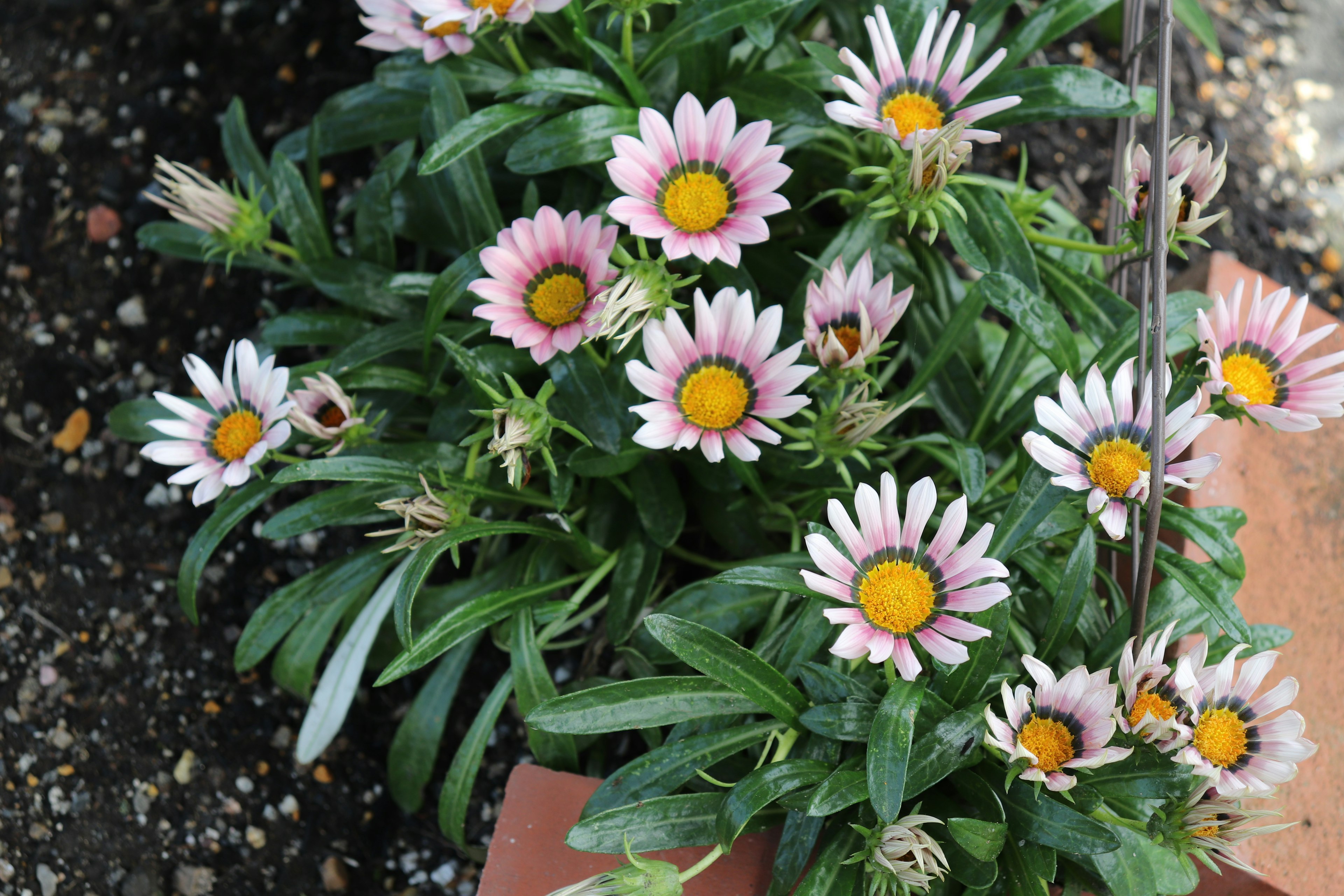 Gänseblümchenpflanze mit rosa und weißen Blütenblättern in einem Topf