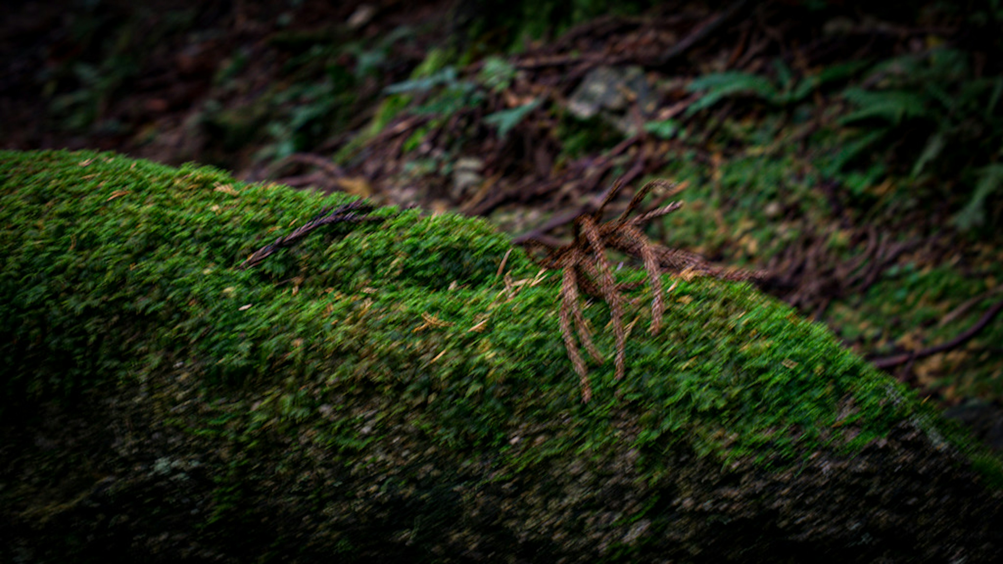 Nahaufnahme eines mit Moos bedeckten Baumstamms in einem dunklen Wald