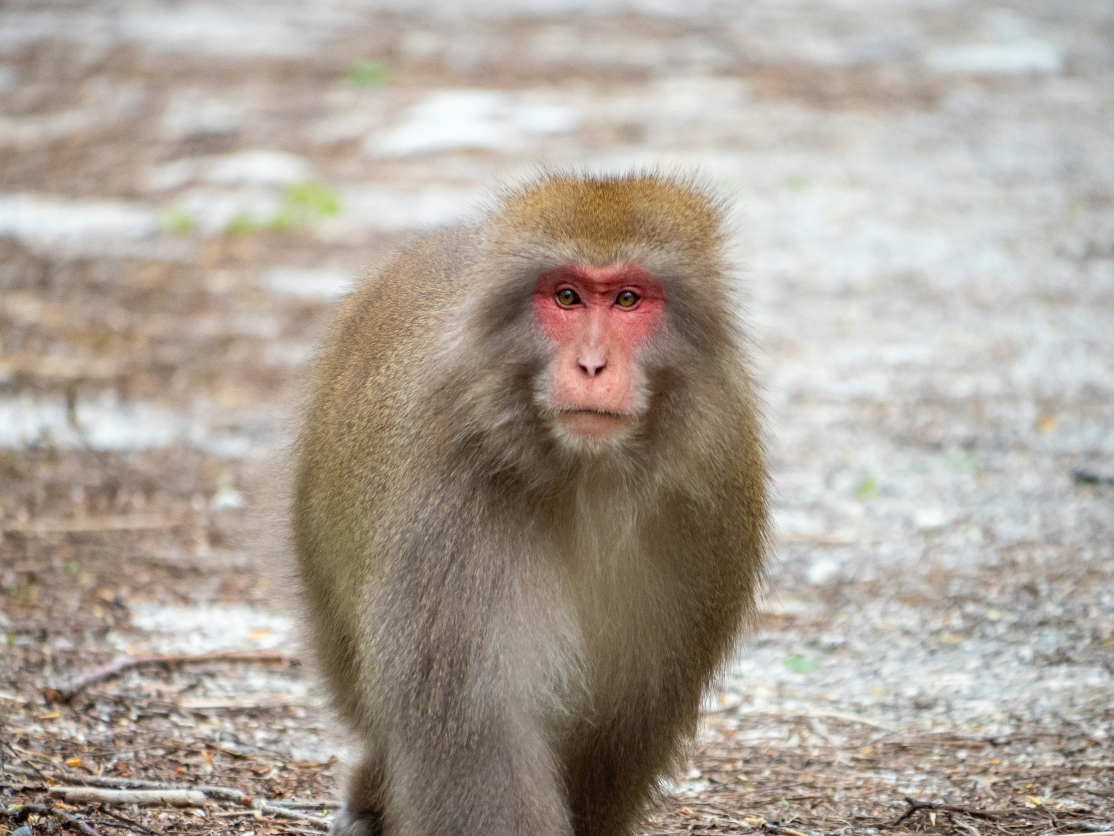 Macaque giapponese che cammina con un viso rosso