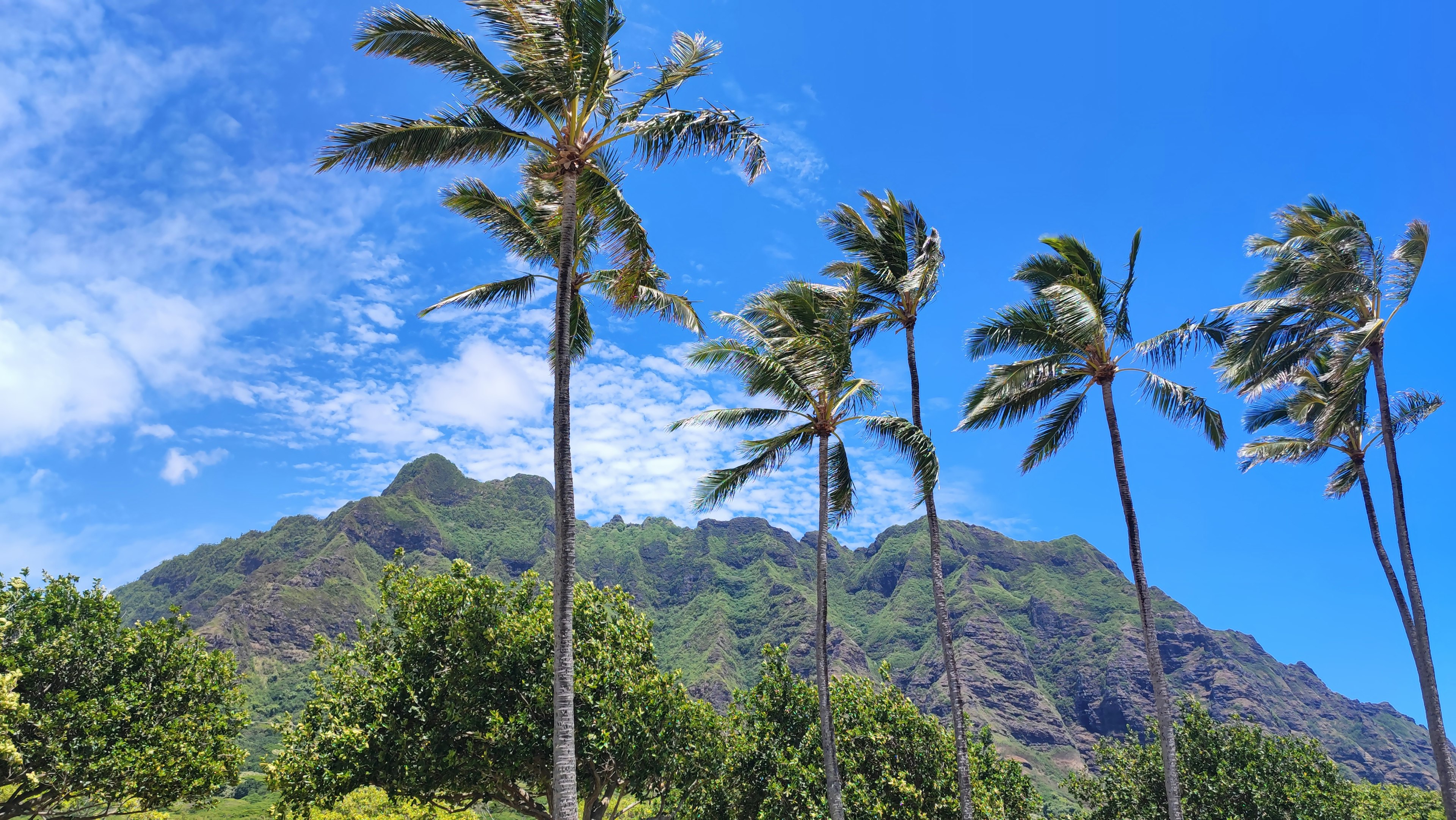 Tall palm trees swaying under a blue sky with a mountain in the background