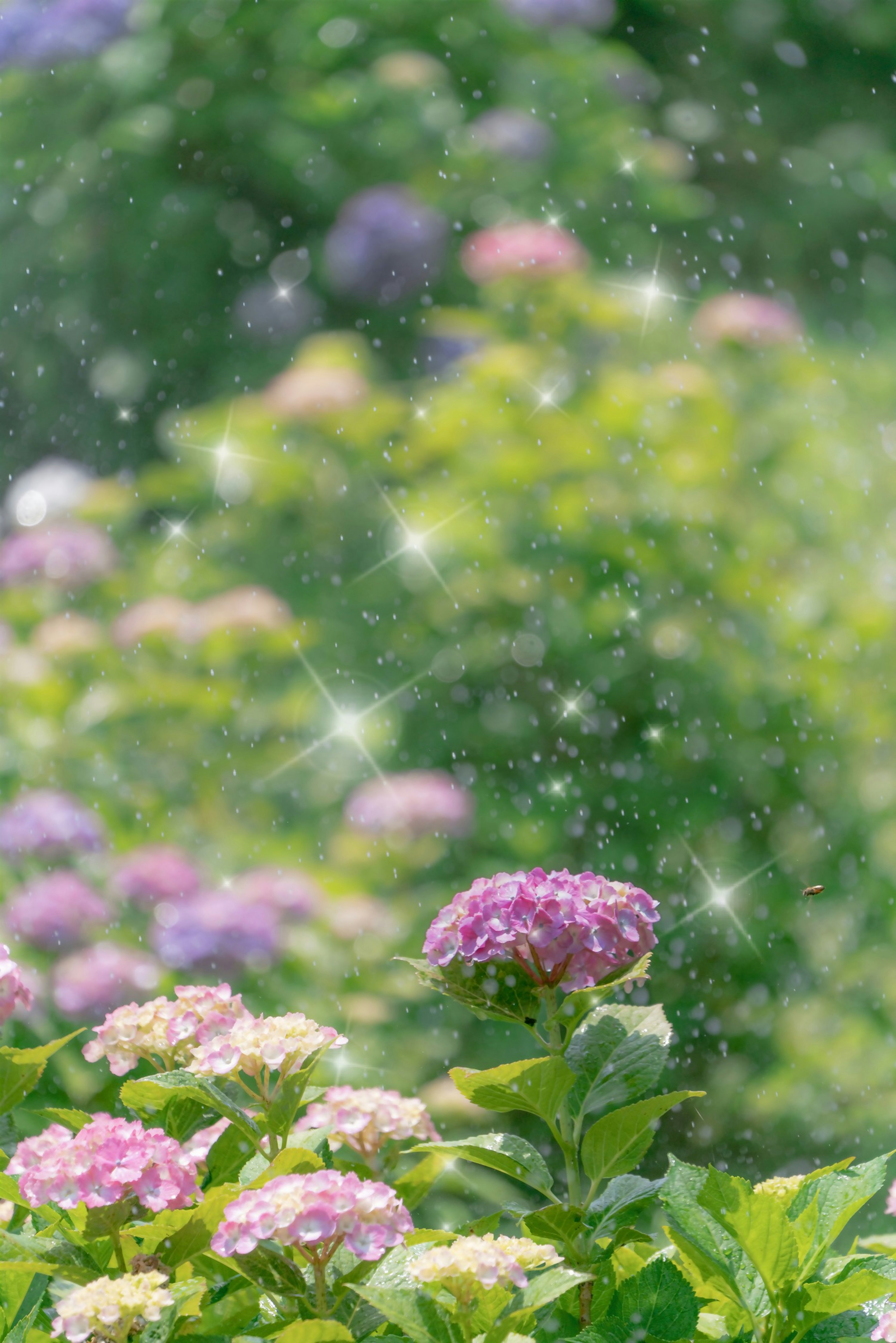 紫陽花の花が咲いている庭の中で雨粒が輝いている風景