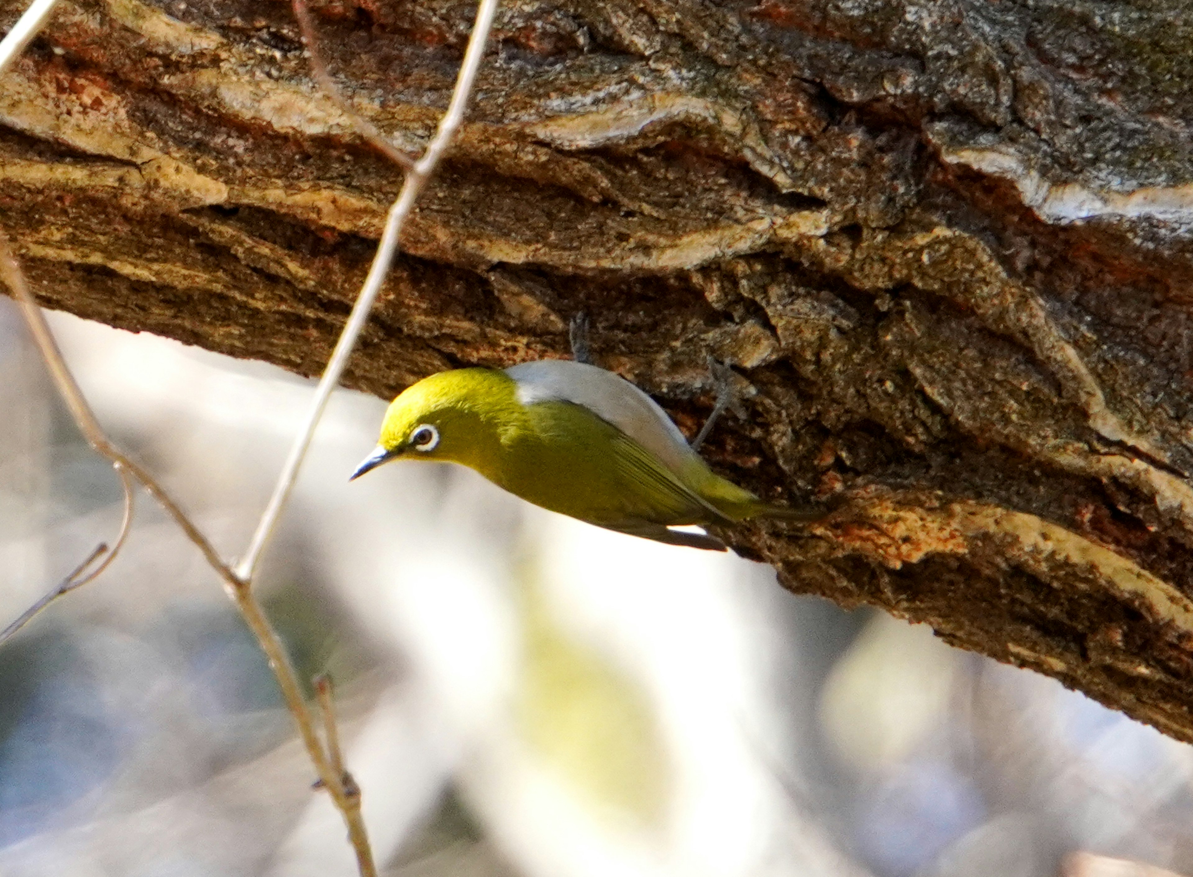 Seekor burung kuning kecil tergantung di cabang pohon