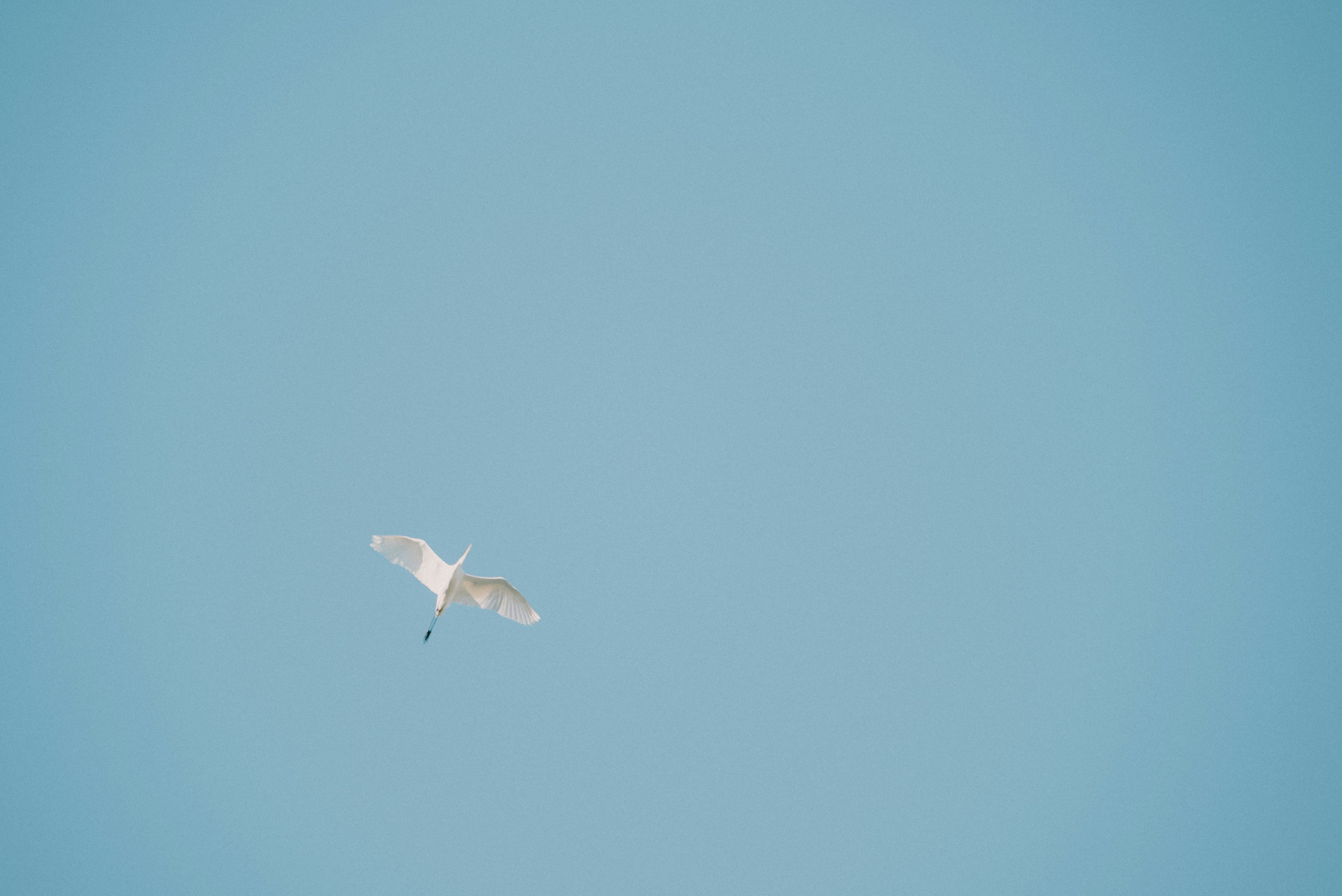 Silhouette of a white bird flying in a blue sky