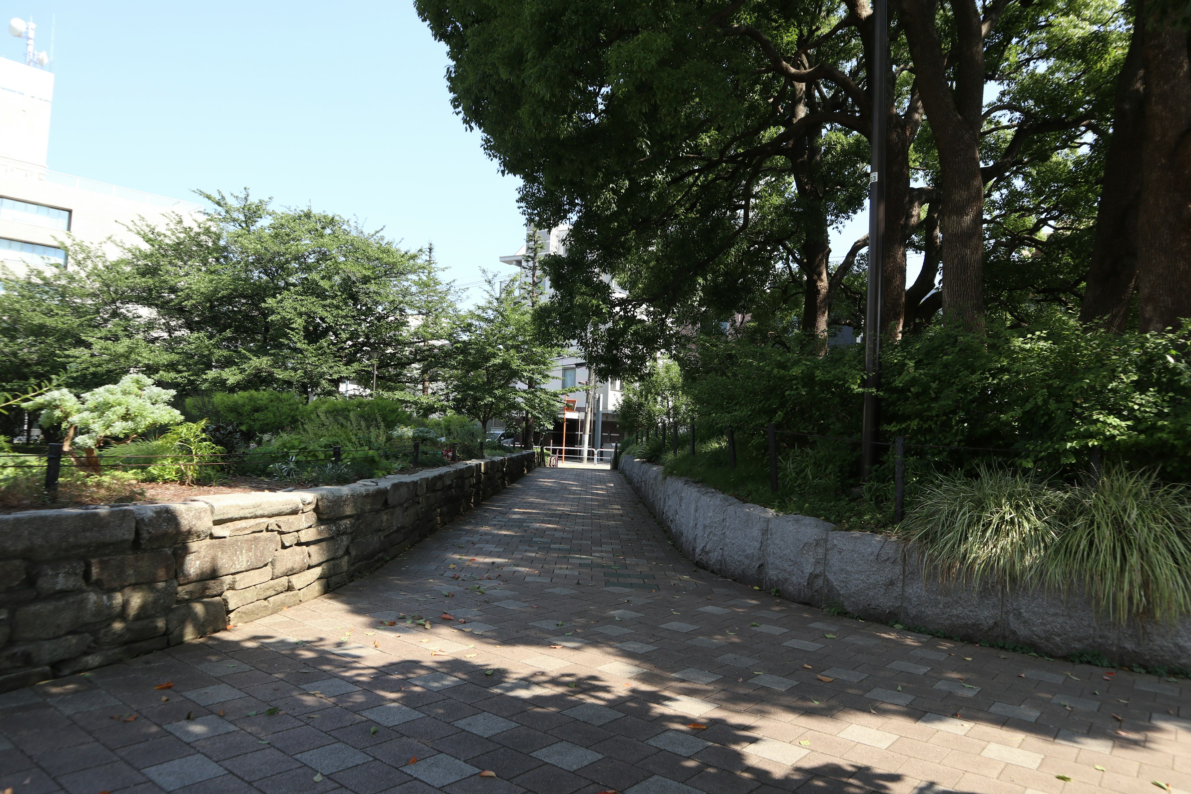 Pathway in a lush park surrounded by trees