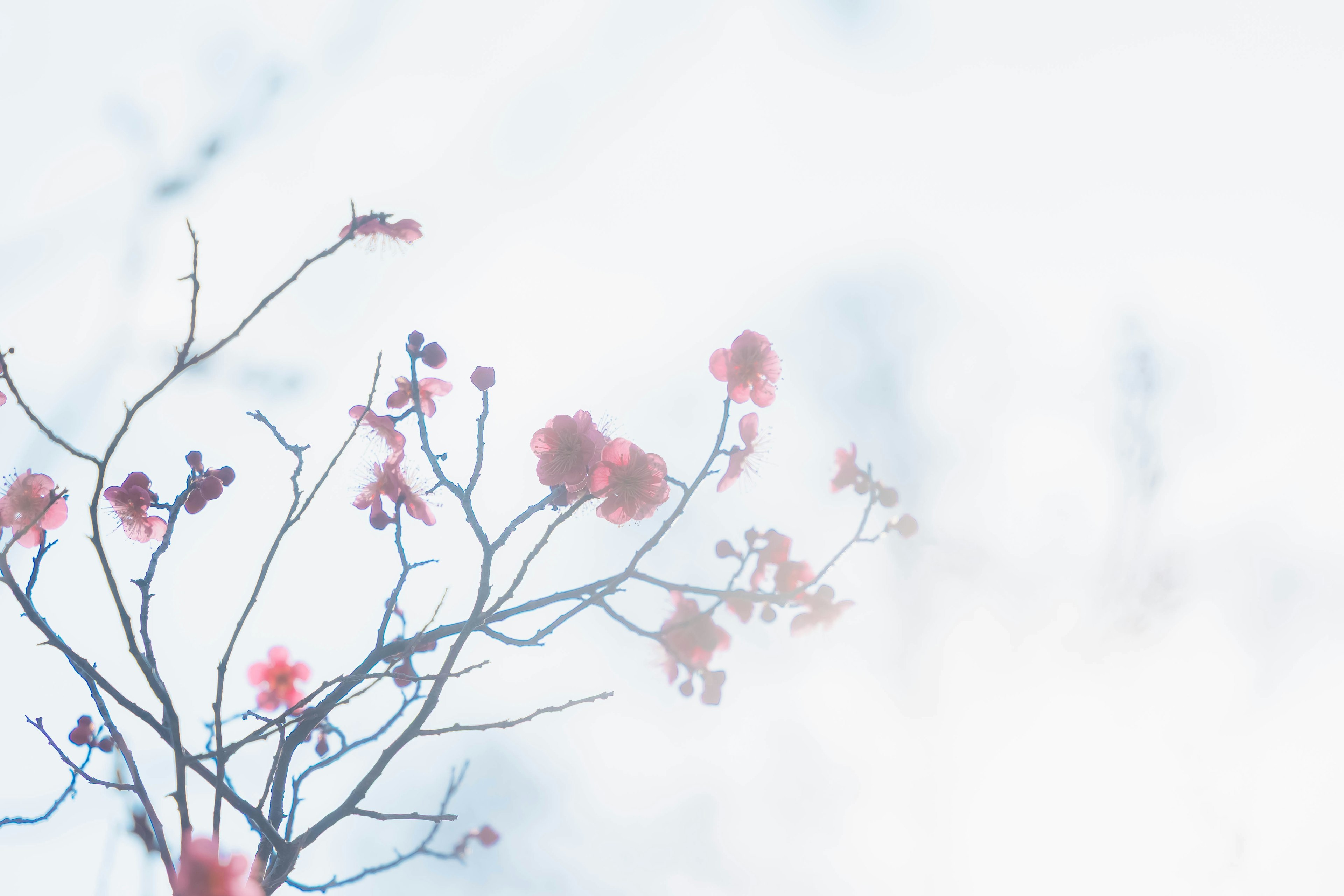 Delicate pink flowers on a branch against a soft background