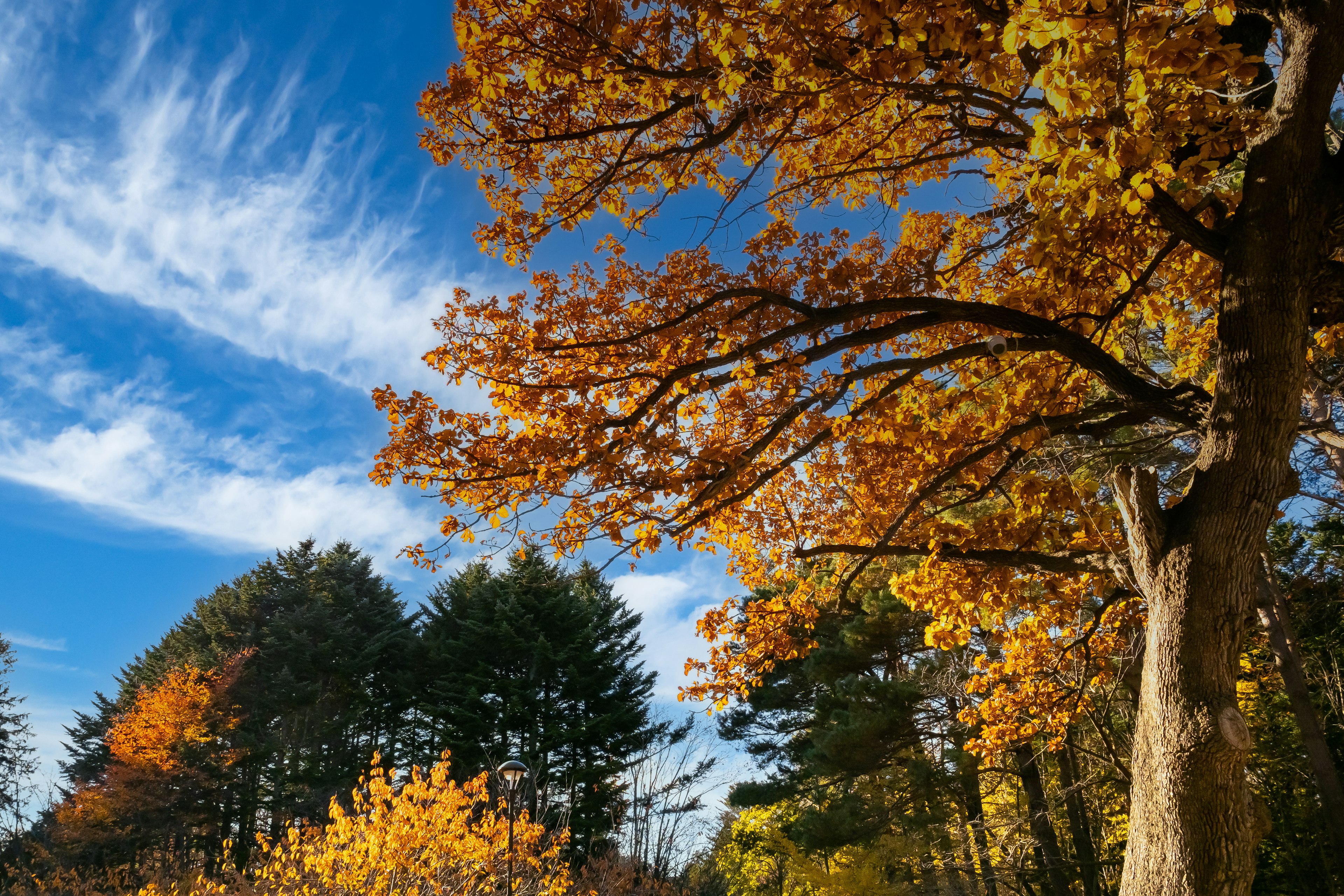 Superbe feuillage d'automne avec des arbres vibrants et un ciel bleu