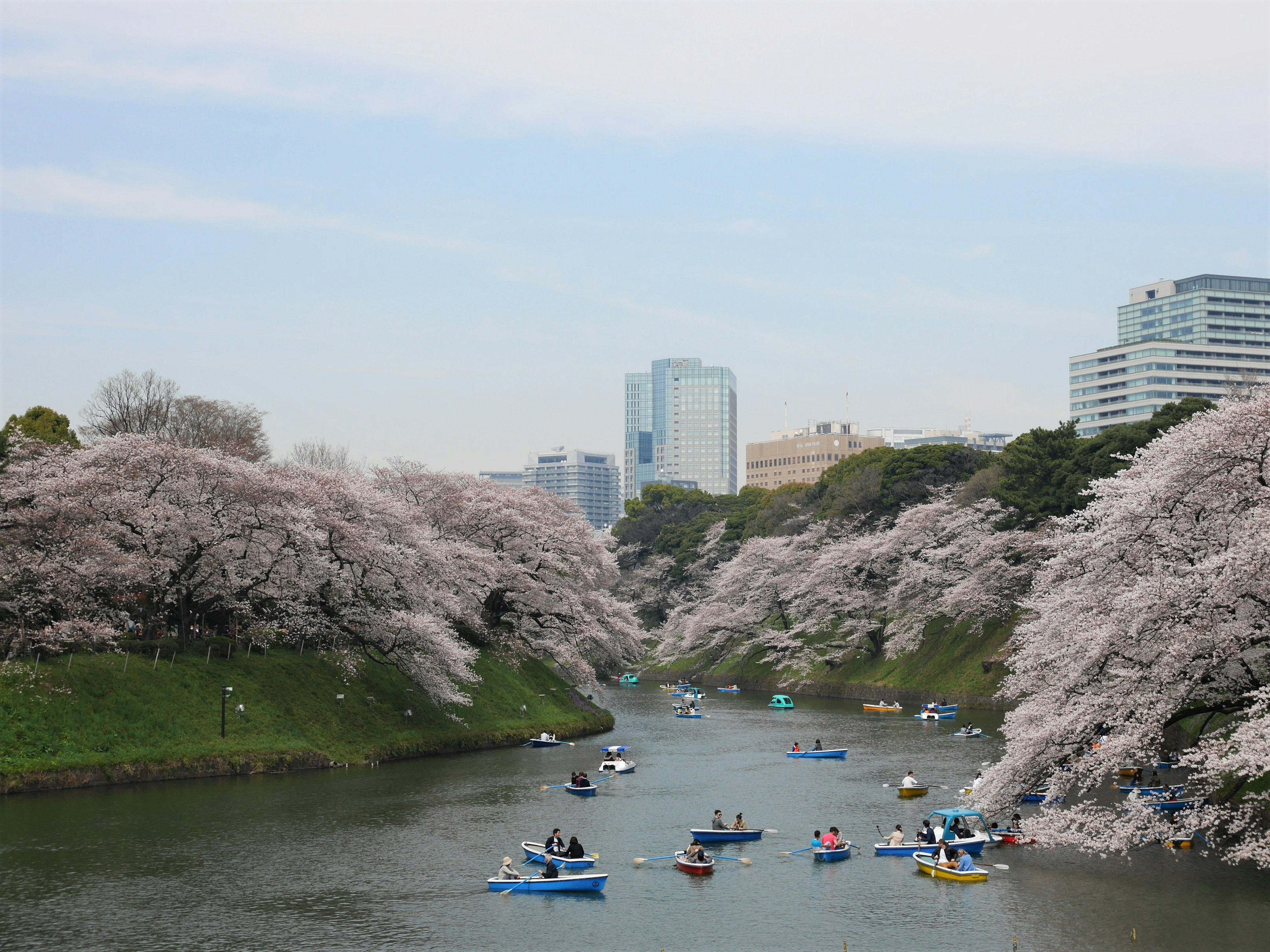 Pemandangan indah bunga sakura di sepanjang sungai dengan perahu