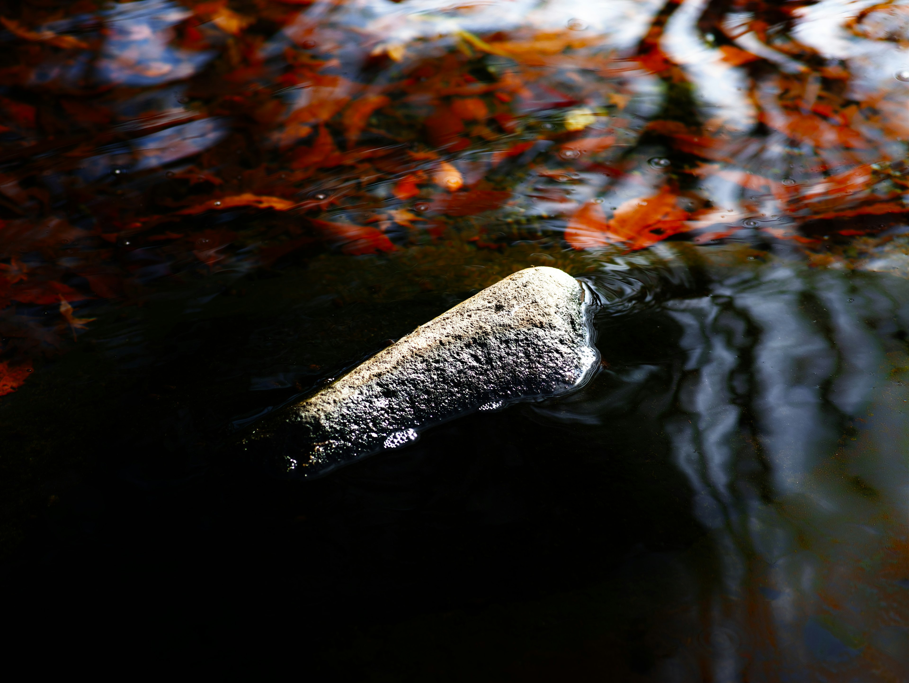 A white object floating on water surrounded by red leaves