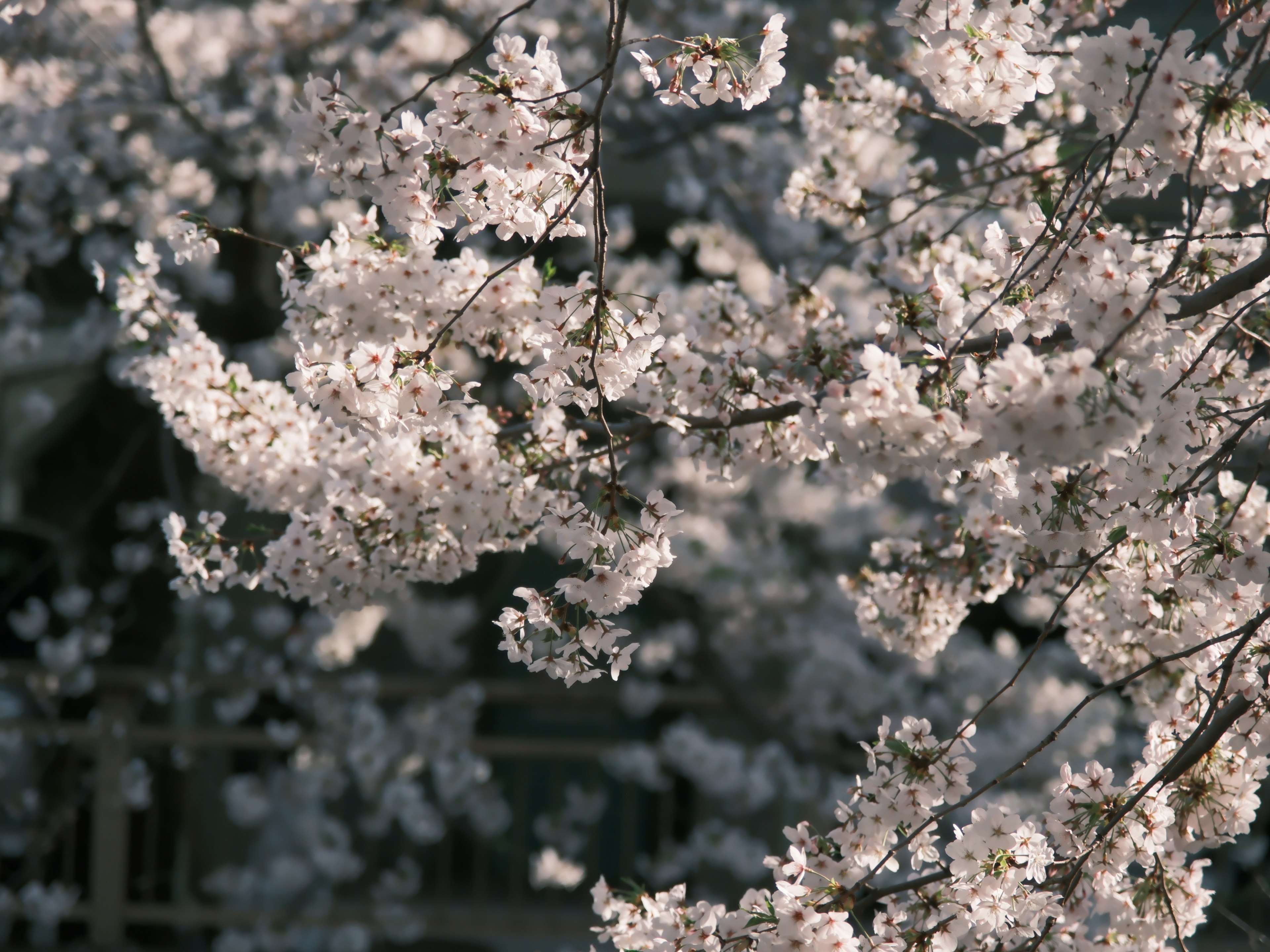 桜の花が咲く枝のクローズアップ