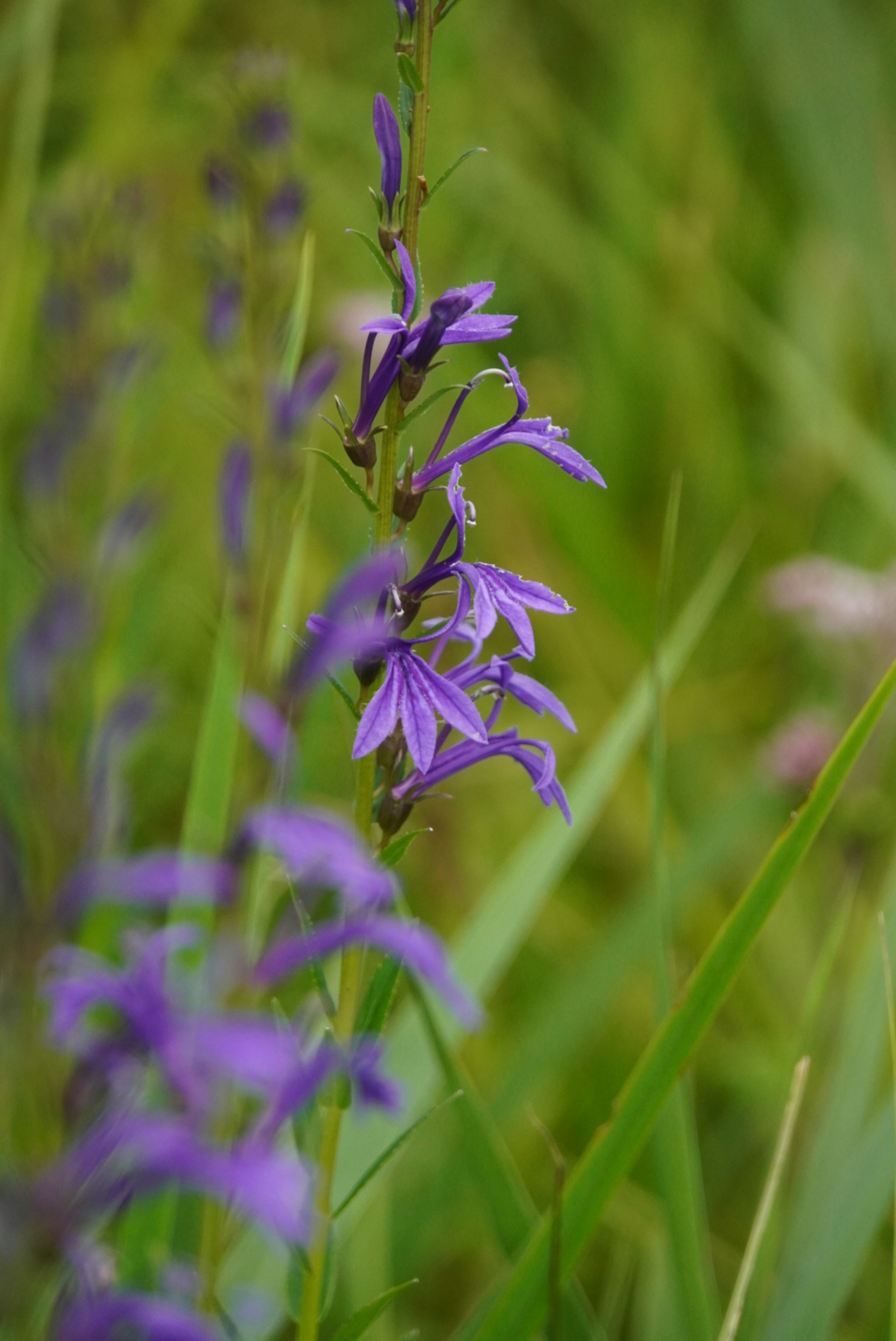 Bellissimi fiori viola che sbocciano tra l'erba verde lussureggiante