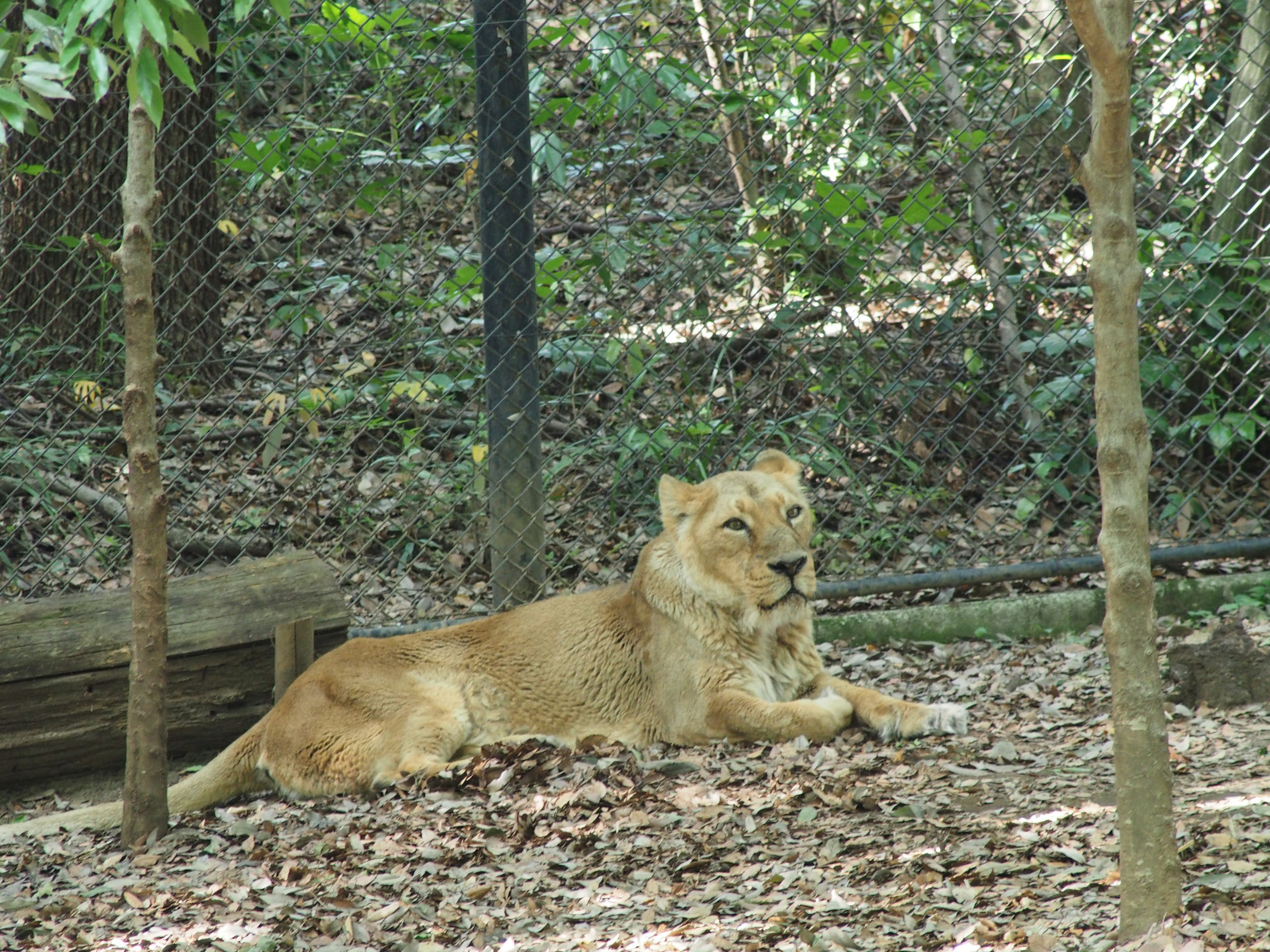 A lion resting in a forested area