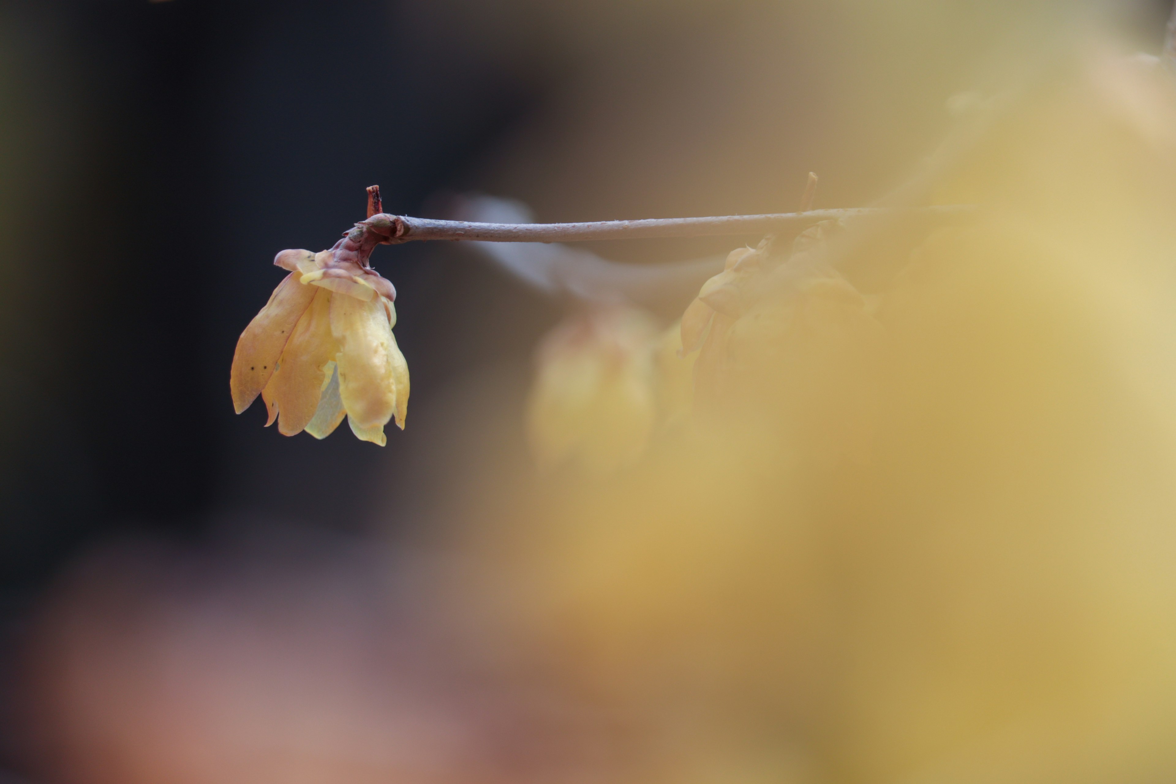 Une fleur jaune délicate illuminée doucement sur un fond flou