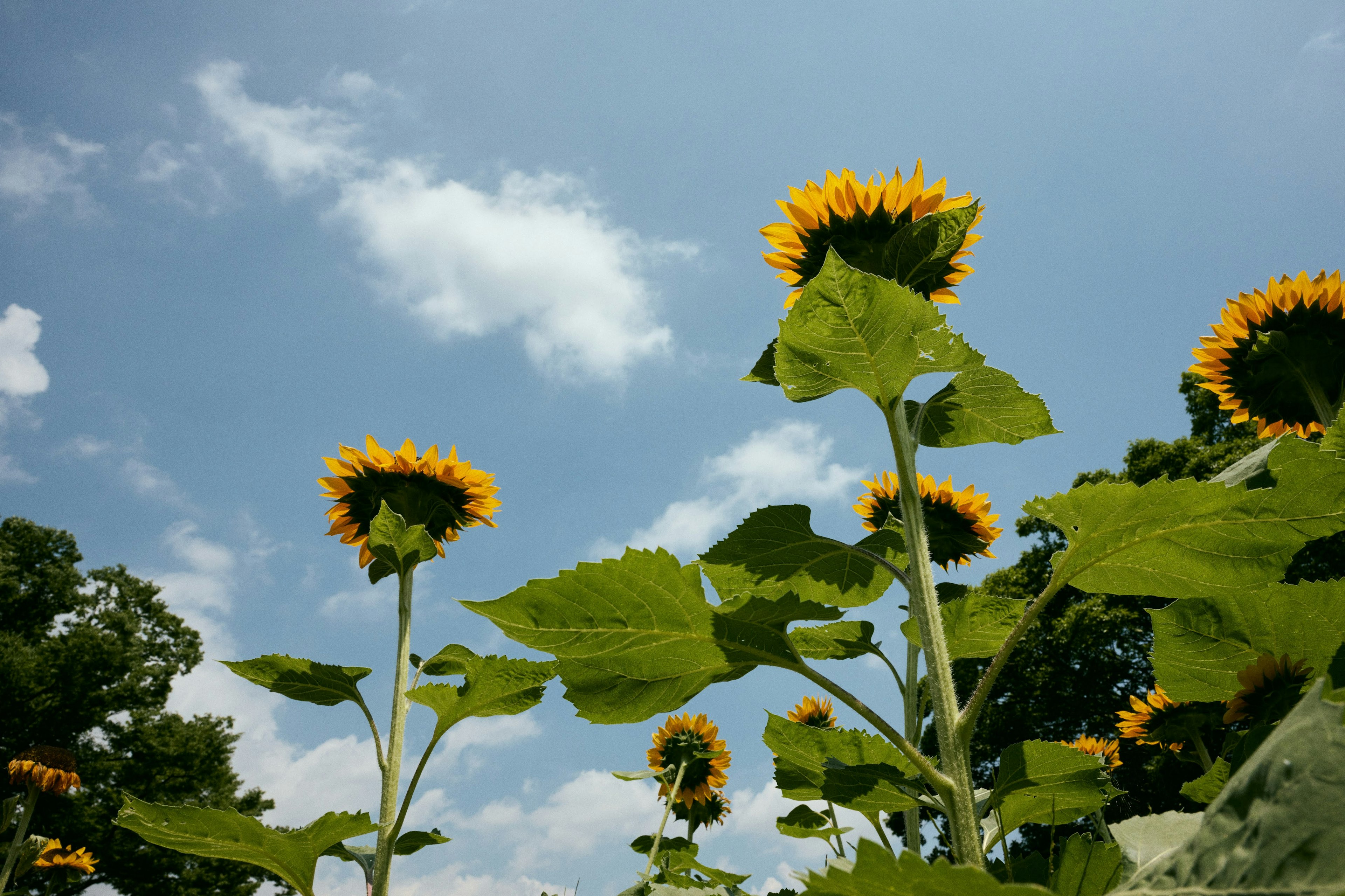 Un champ de tournesols en fleurs sous un ciel bleu