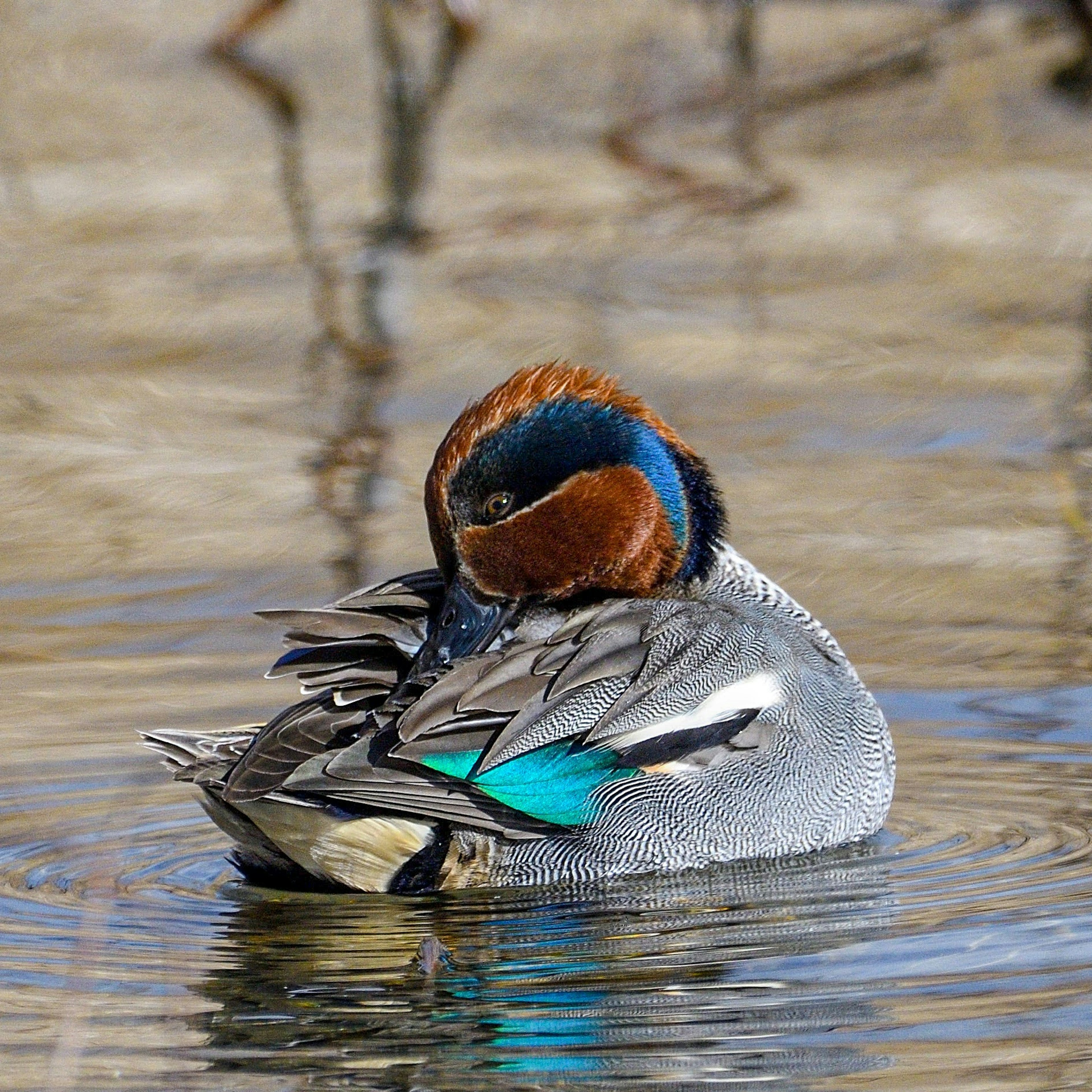 Eine Ente, die sich auf der Wasseroberfläche putzt, mit leuchtend blauen und orangefarbenen Federn