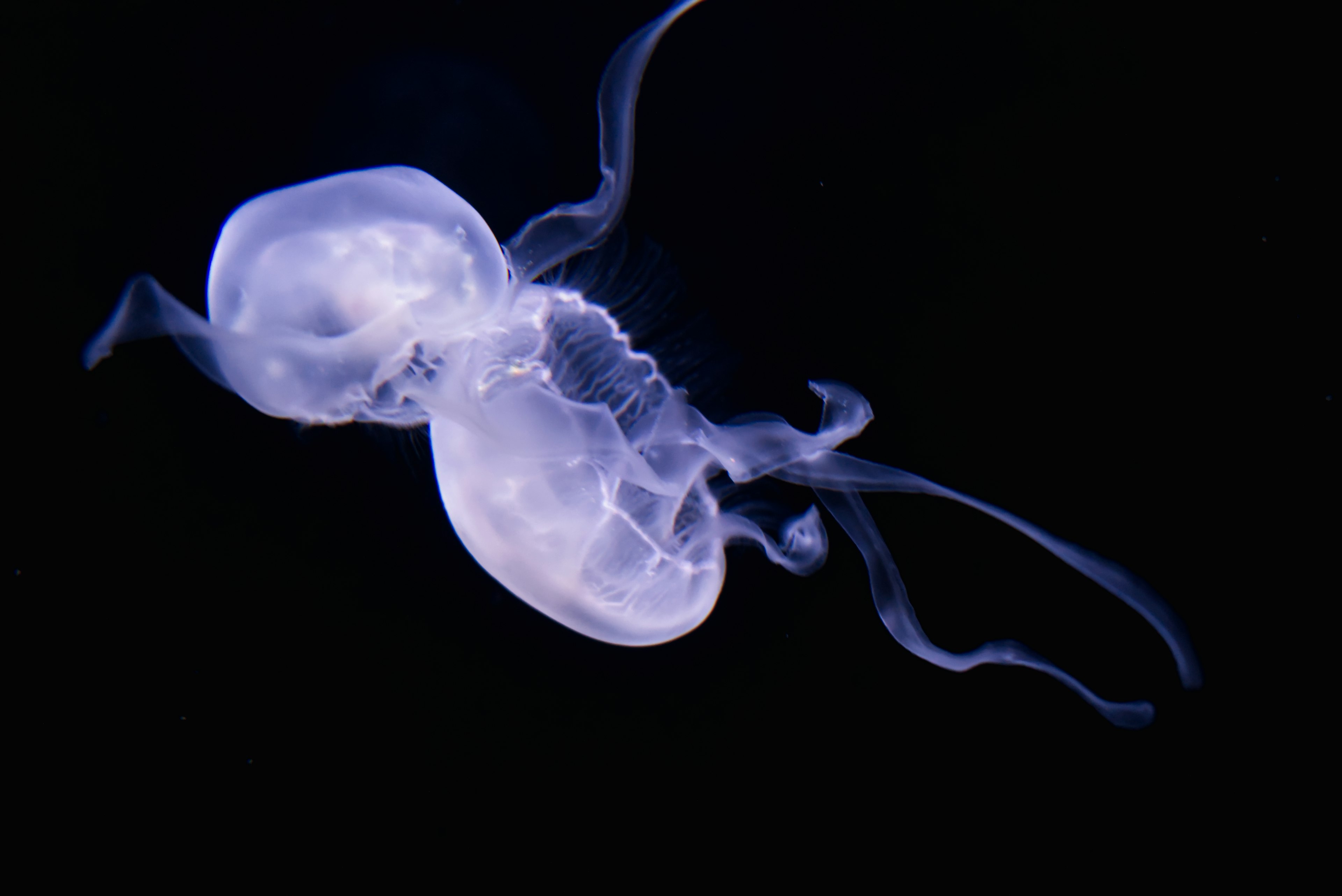 Una medusa traslucida che nuota elegantemente nell'acqua