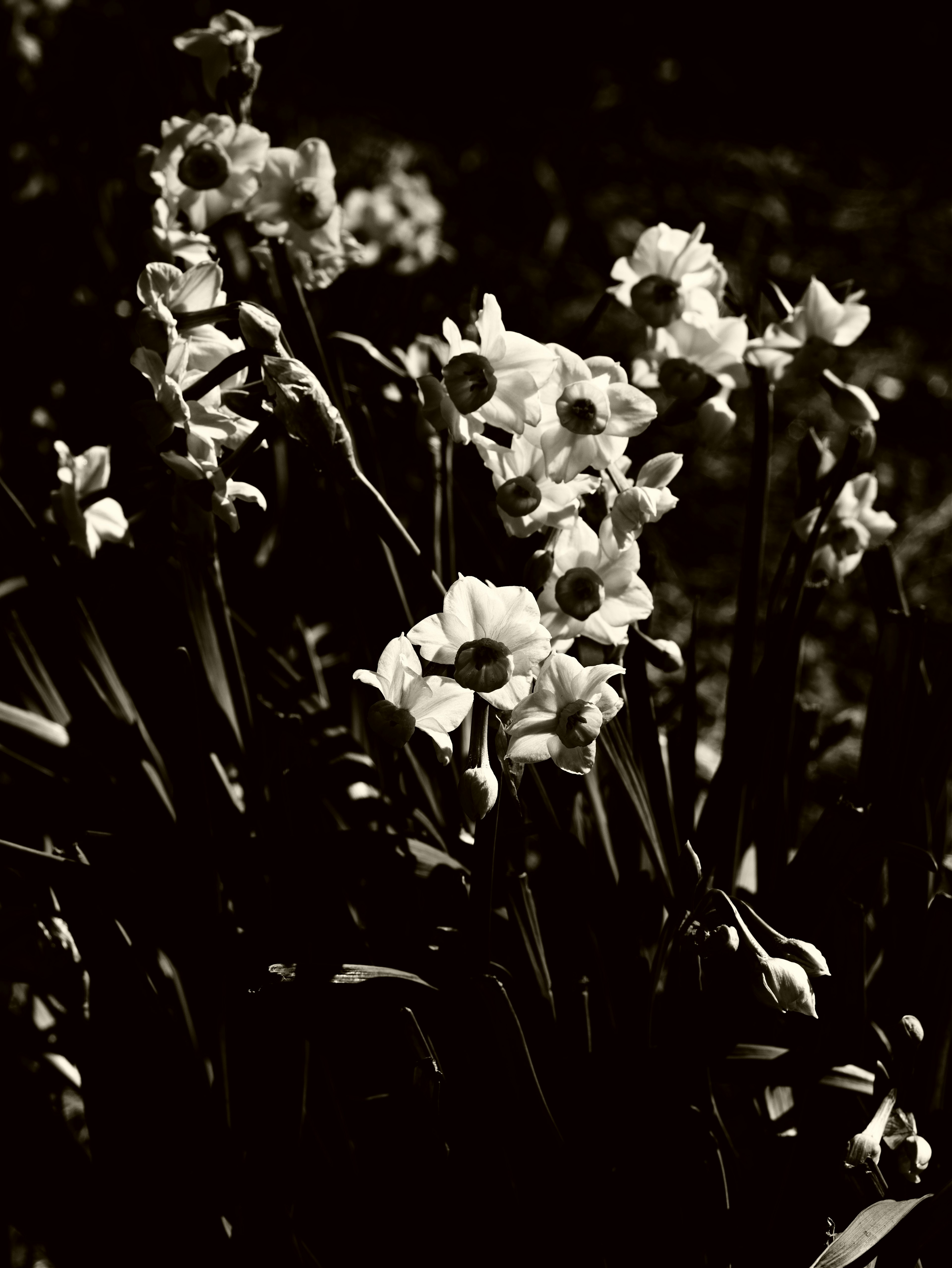 Une image monochrome de fleurs blanches en grappe