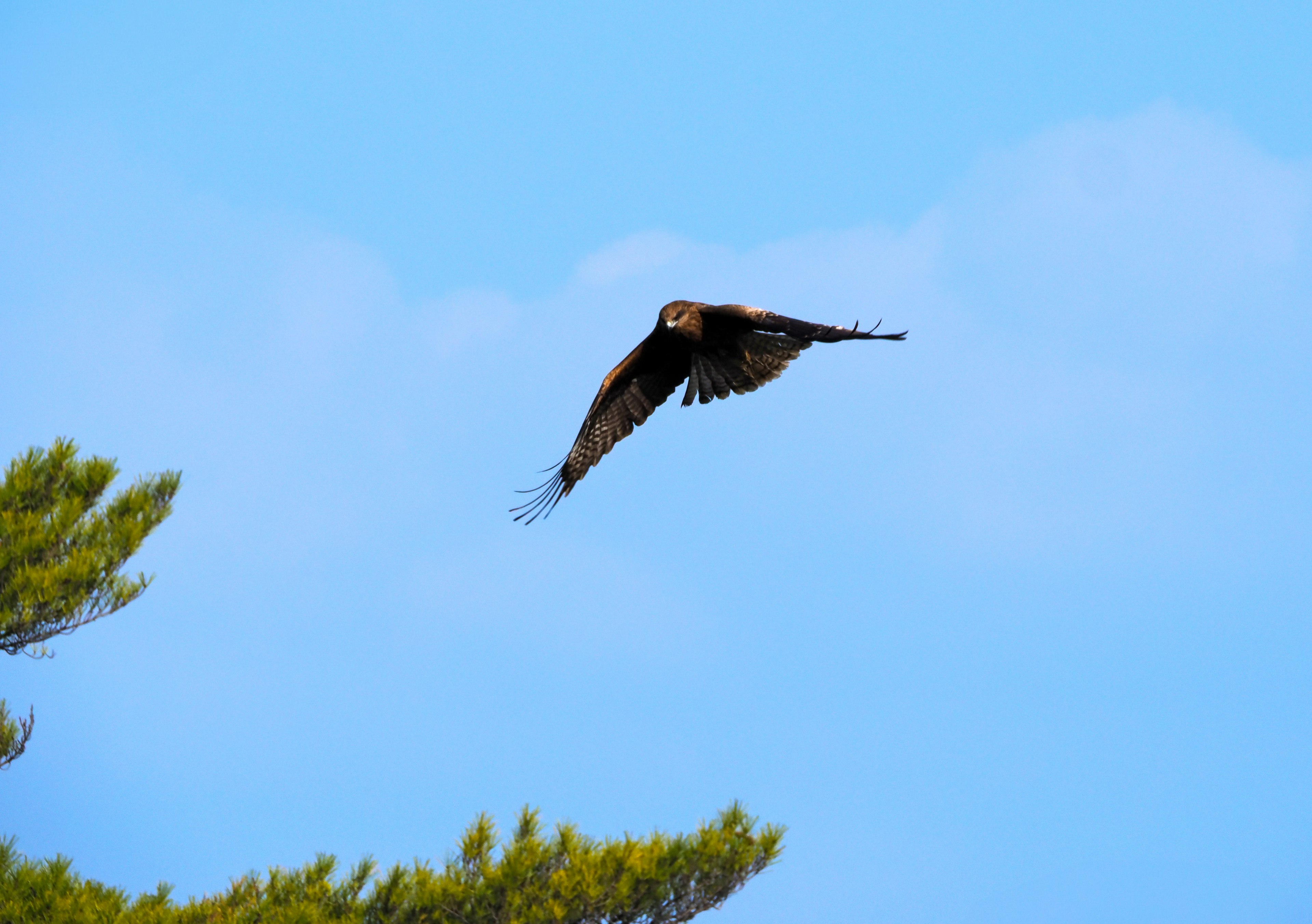 Un faucon planant contre un ciel bleu