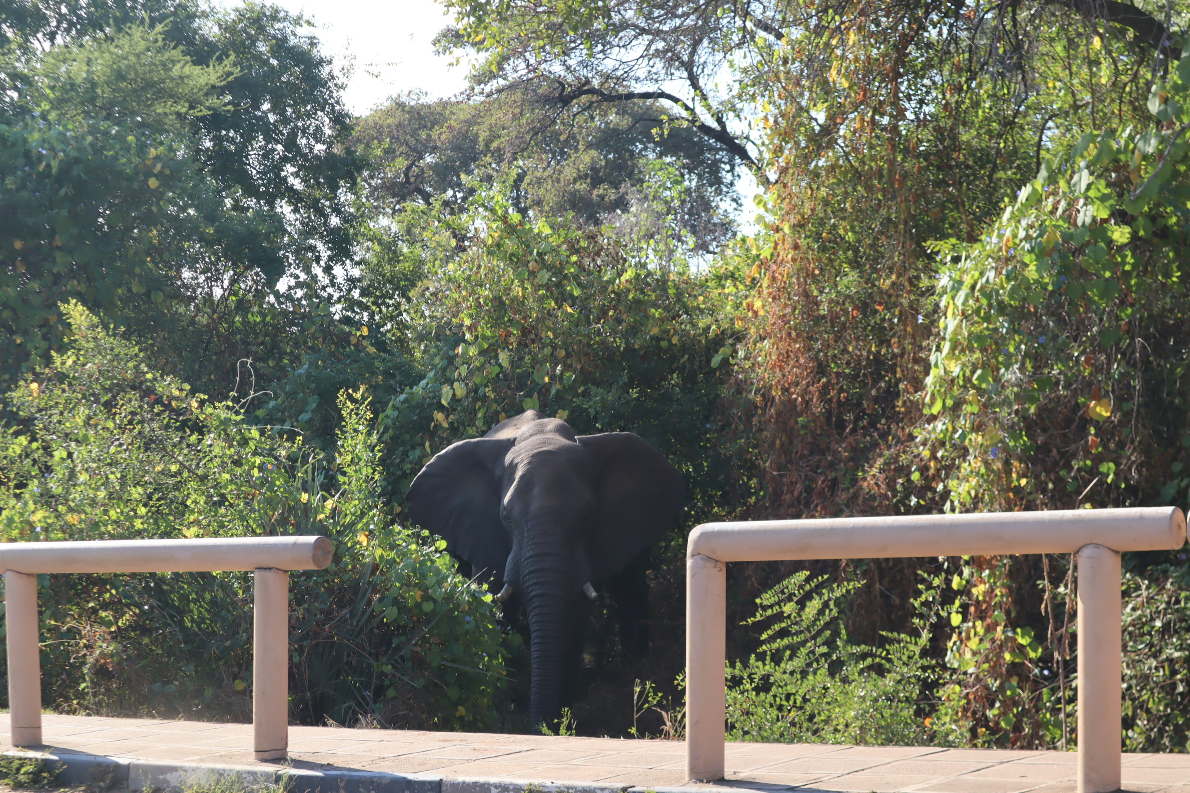 Elefante in piedi tra gli alberi in un sfondo verdeggiante