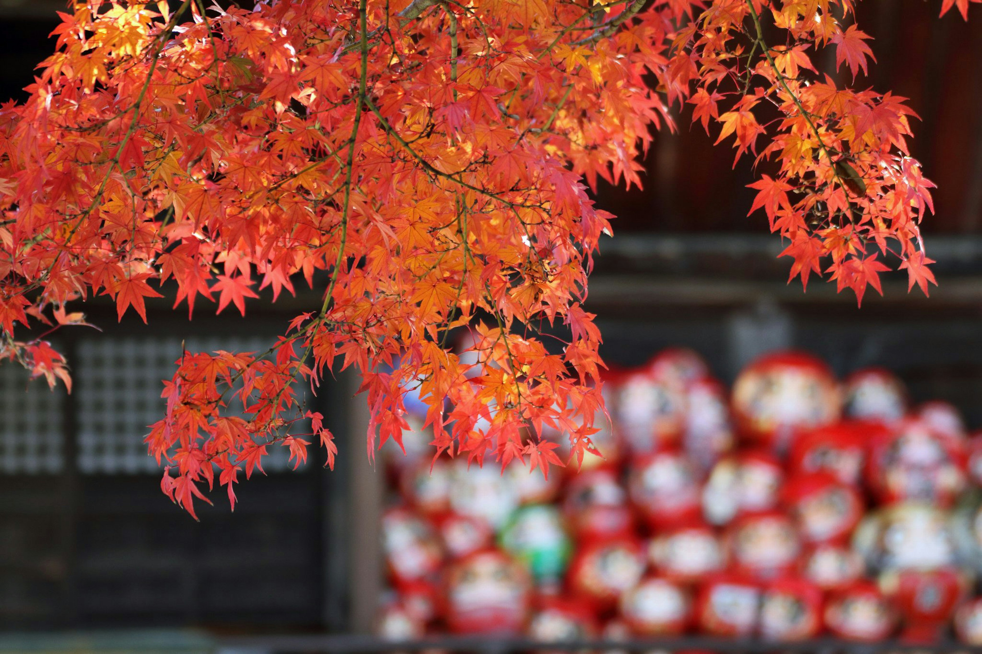 Vibrant red maple leaves with blurred red lanterns in the background