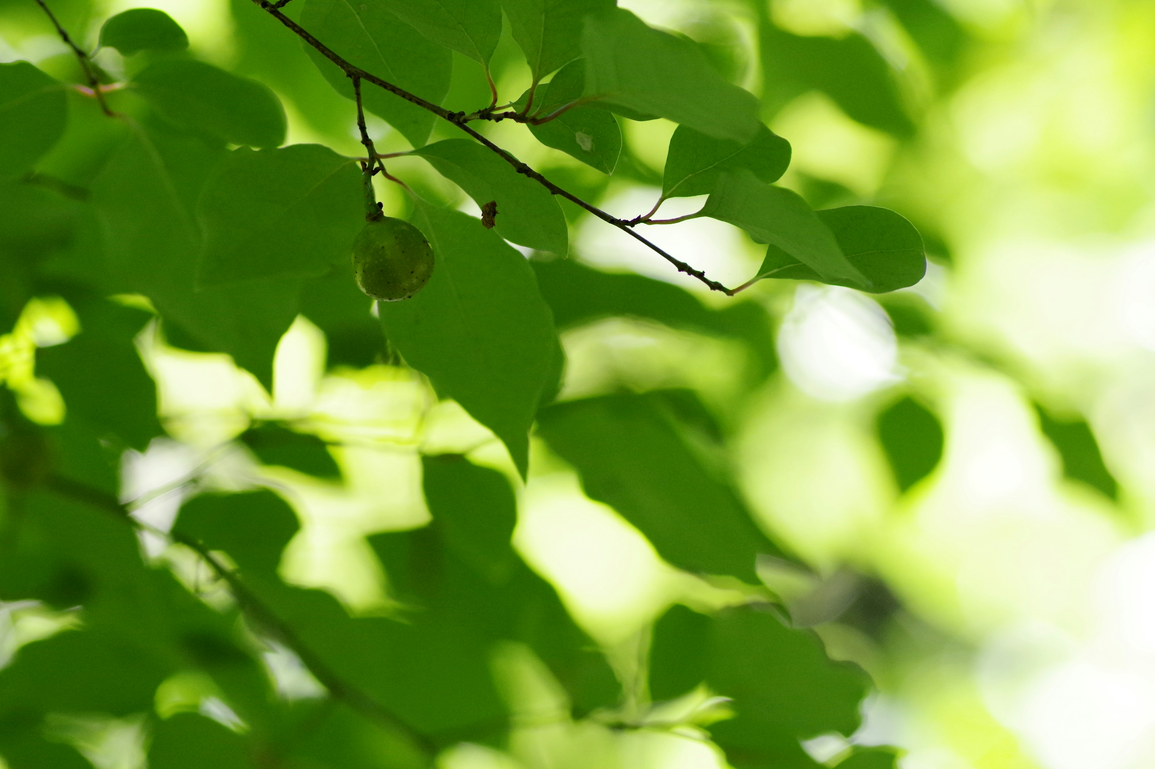 Close-up of green leaves on branches with a bright background