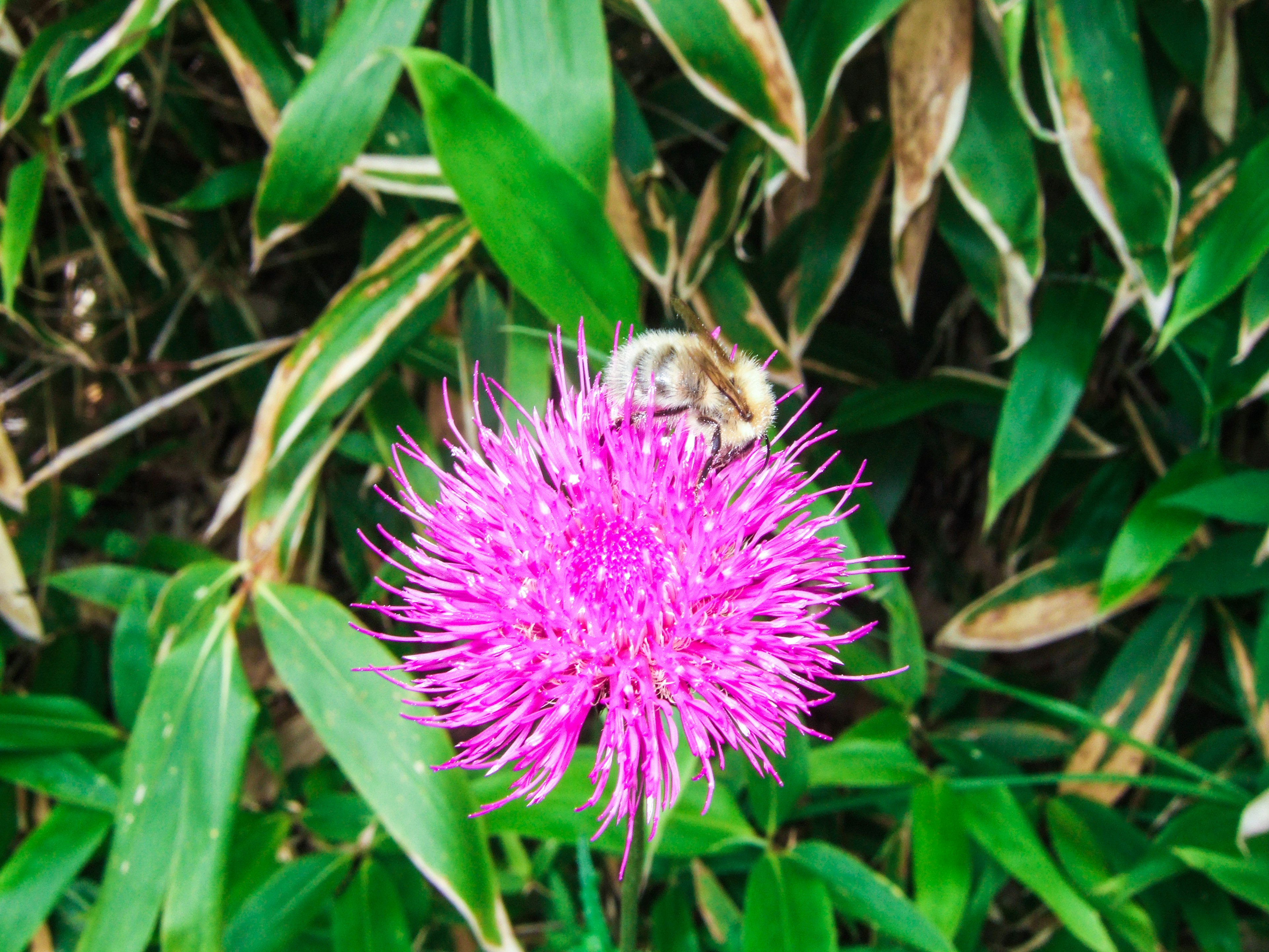 A bee perched on a vibrant pink flower surrounded by green leaves