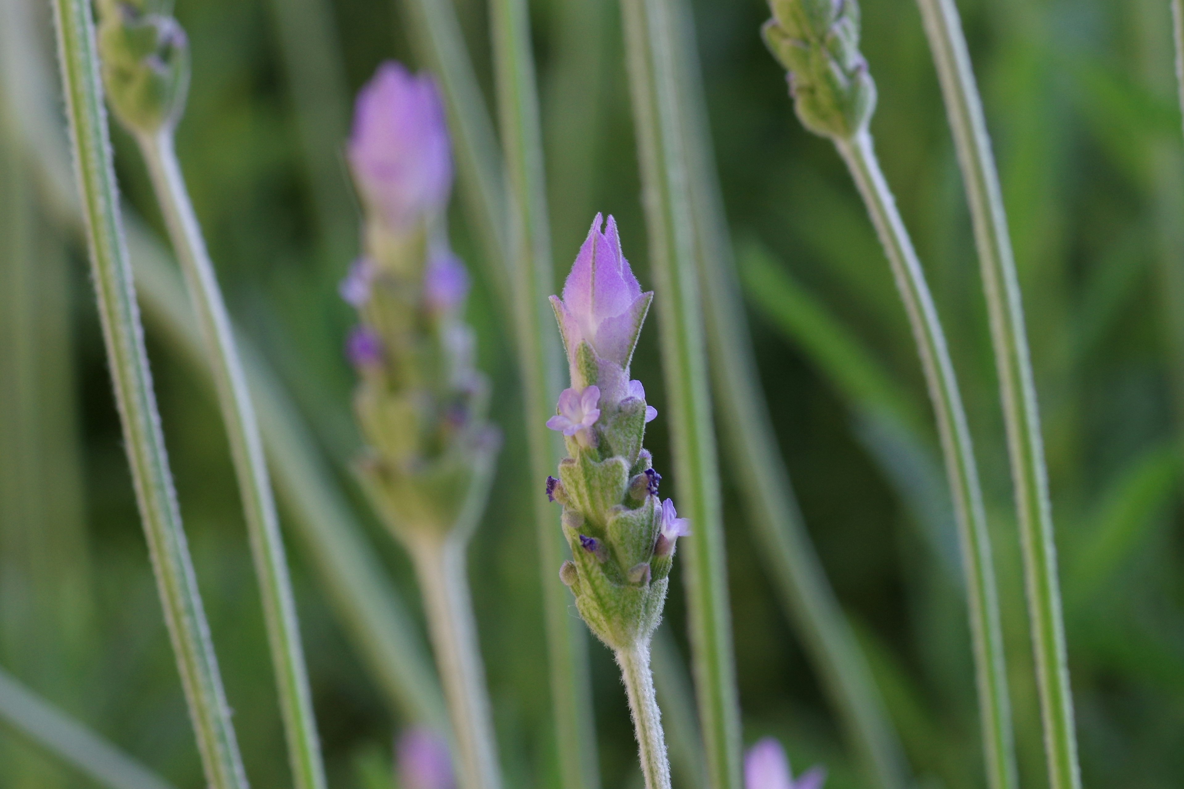 Boccioli di lavanda di colore viola su sfondo verde