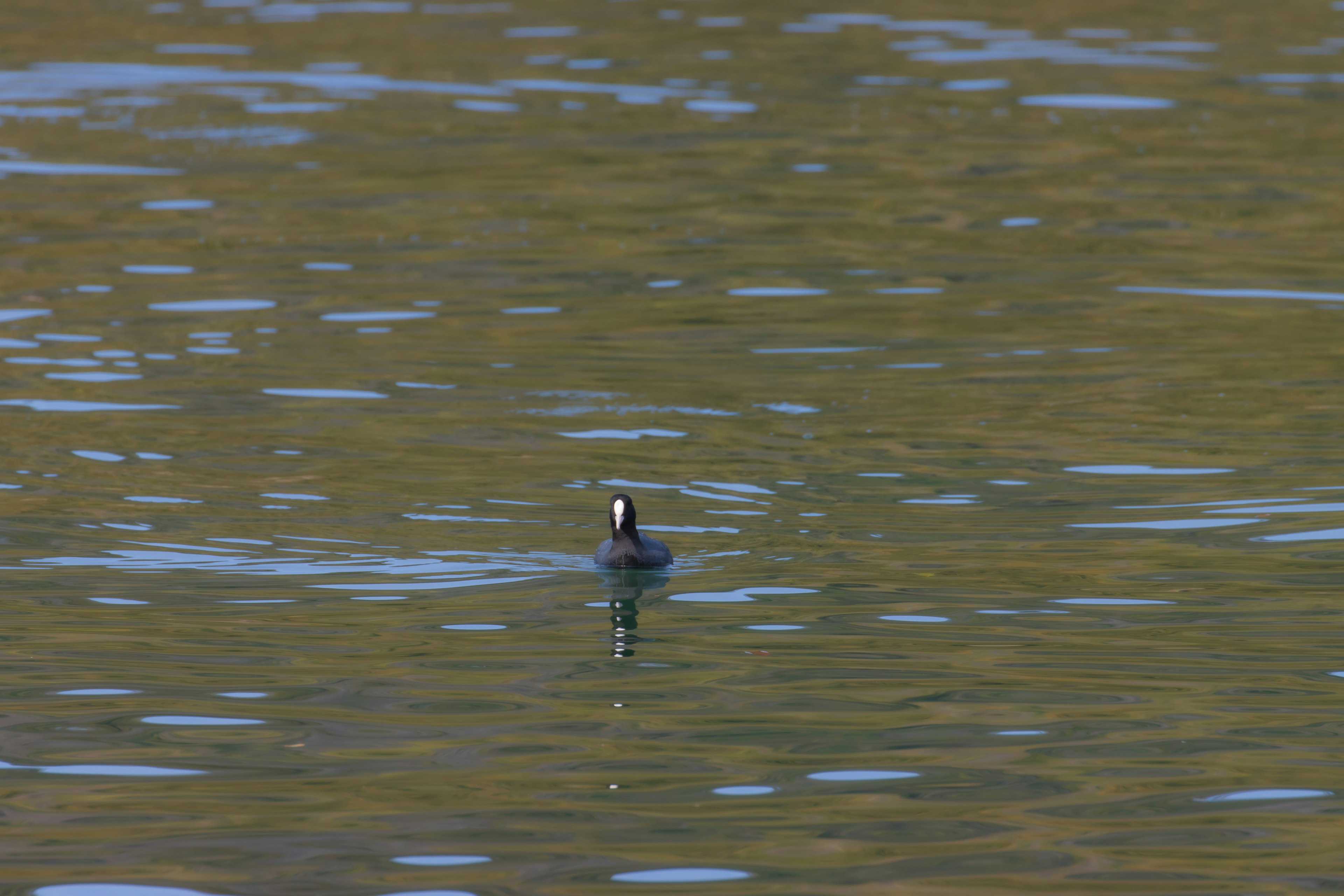 Un uccello che galleggia sulla superficie dell'acqua