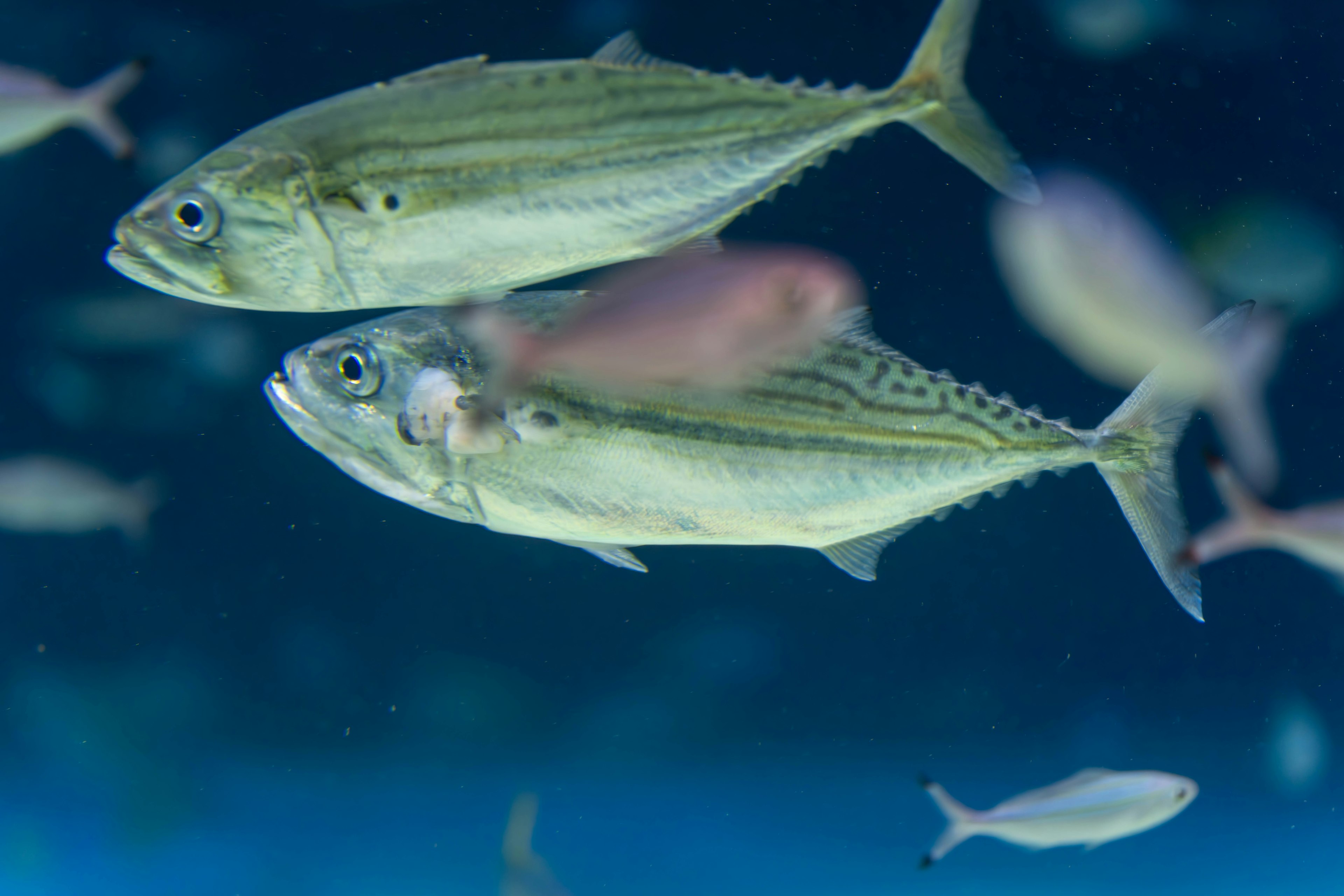 Un grupo de peces nadando bajo el agua mostrando sus patrones distintivos