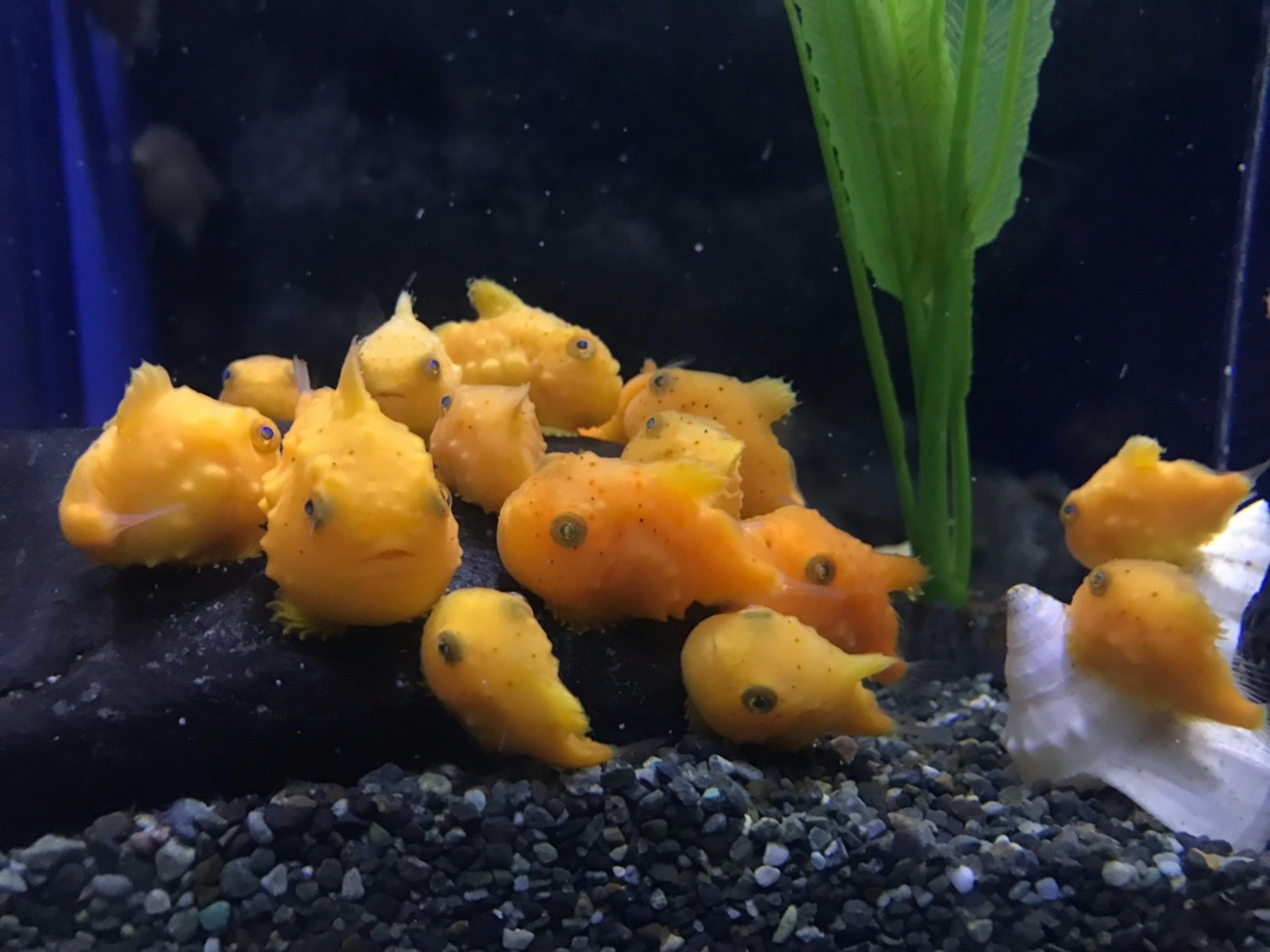 Un grupo de peces amarillos en un acuario con plantas acuáticas verdes