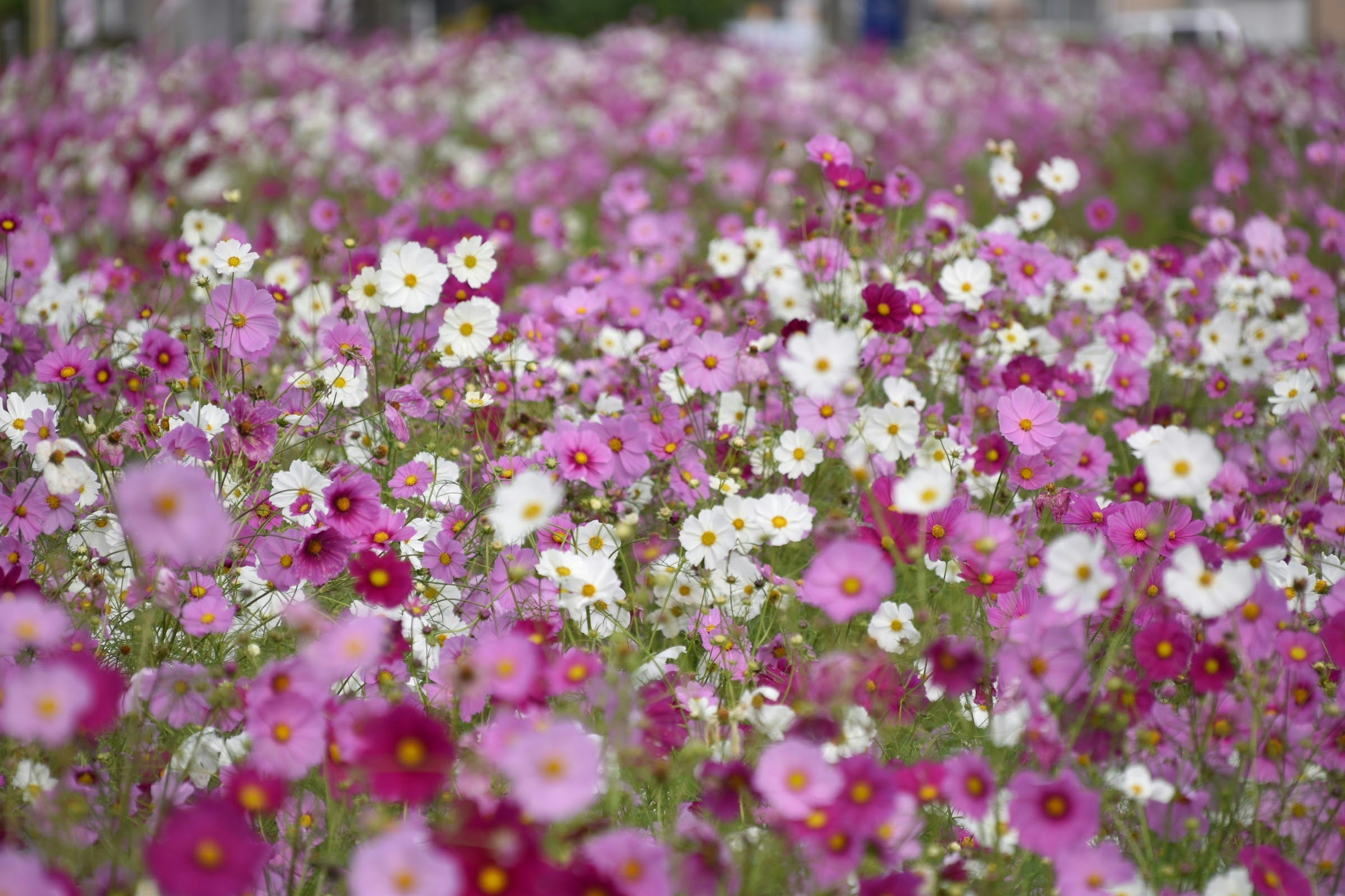 ทุ่งดอกไม้ที่มีชีวิตชีวาพร้อมดอกไม้สีชมพูและขาวกระจายอยู่