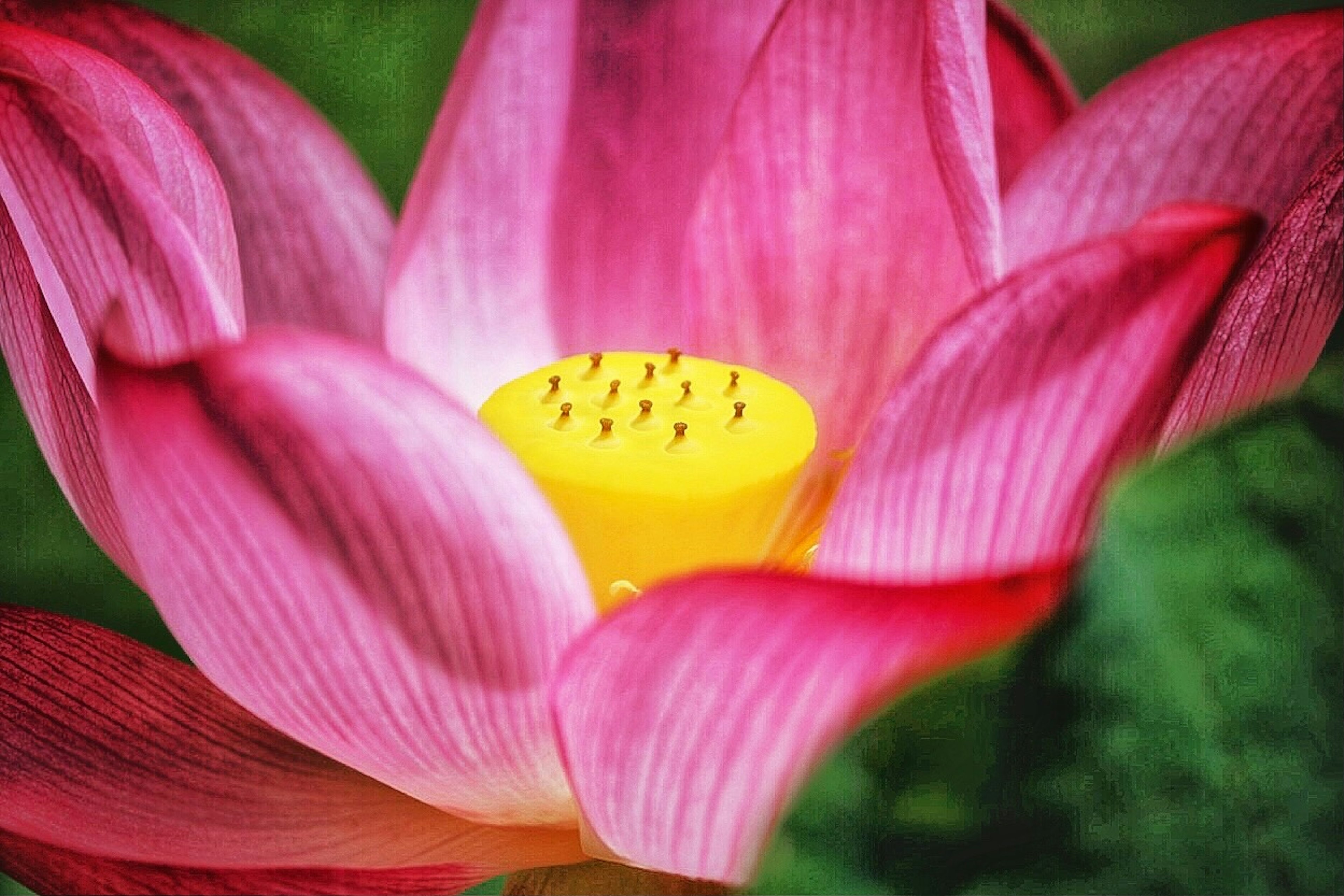 Lebendige rosa Lotusblume mit einer gelben Samenkapsel in der Mitte