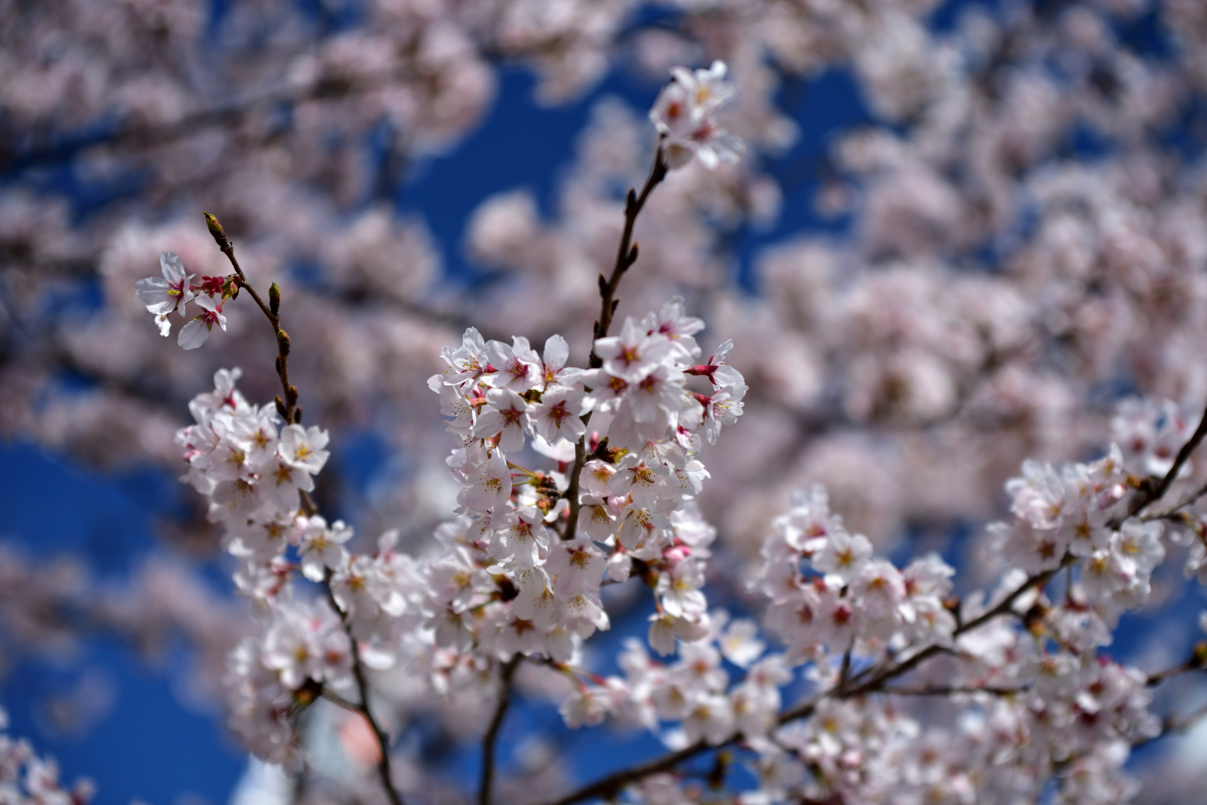 Blooming cherry blossoms against a blue sky