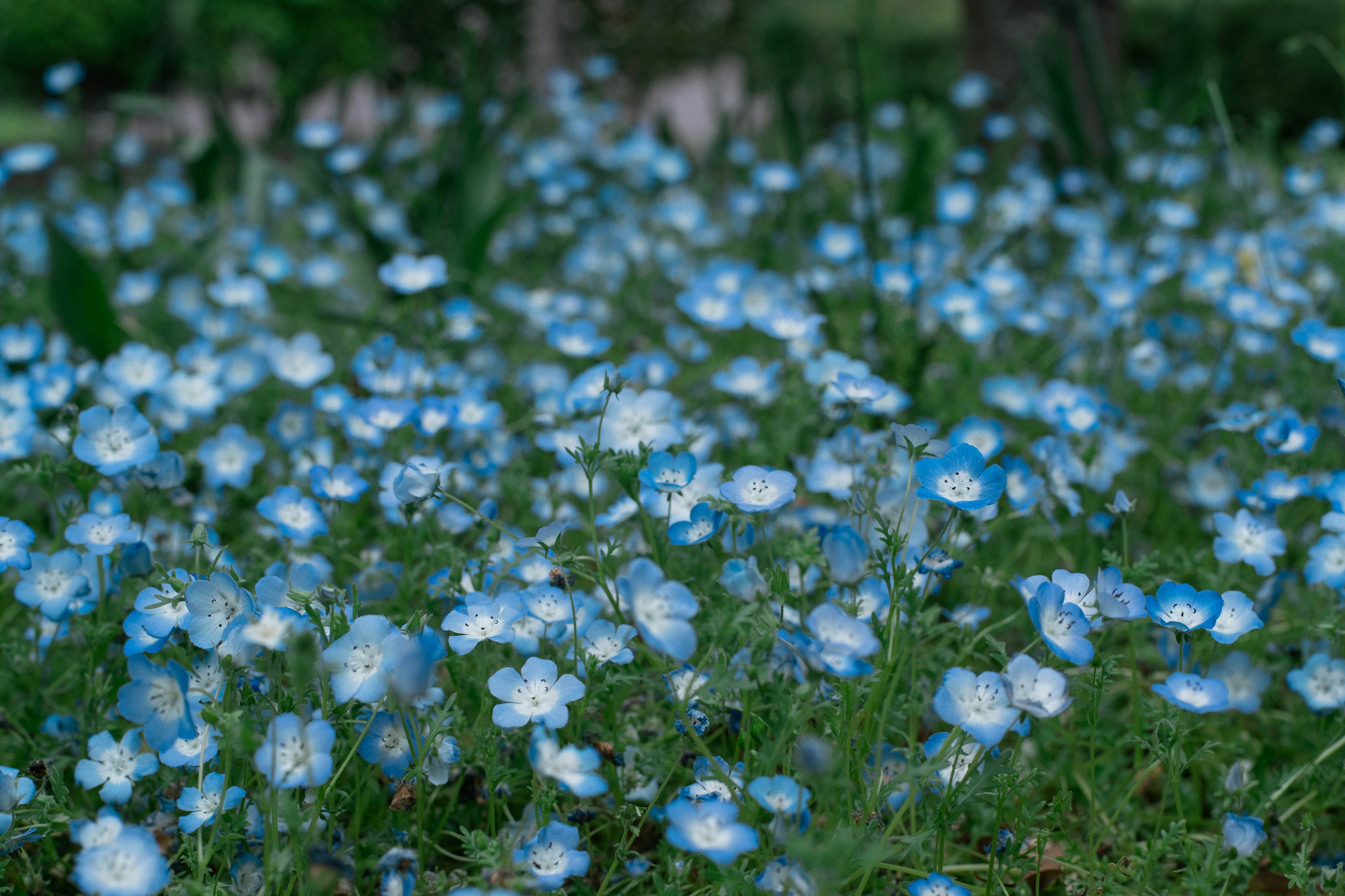 Un campo coperto di fiori blu in piena fioritura