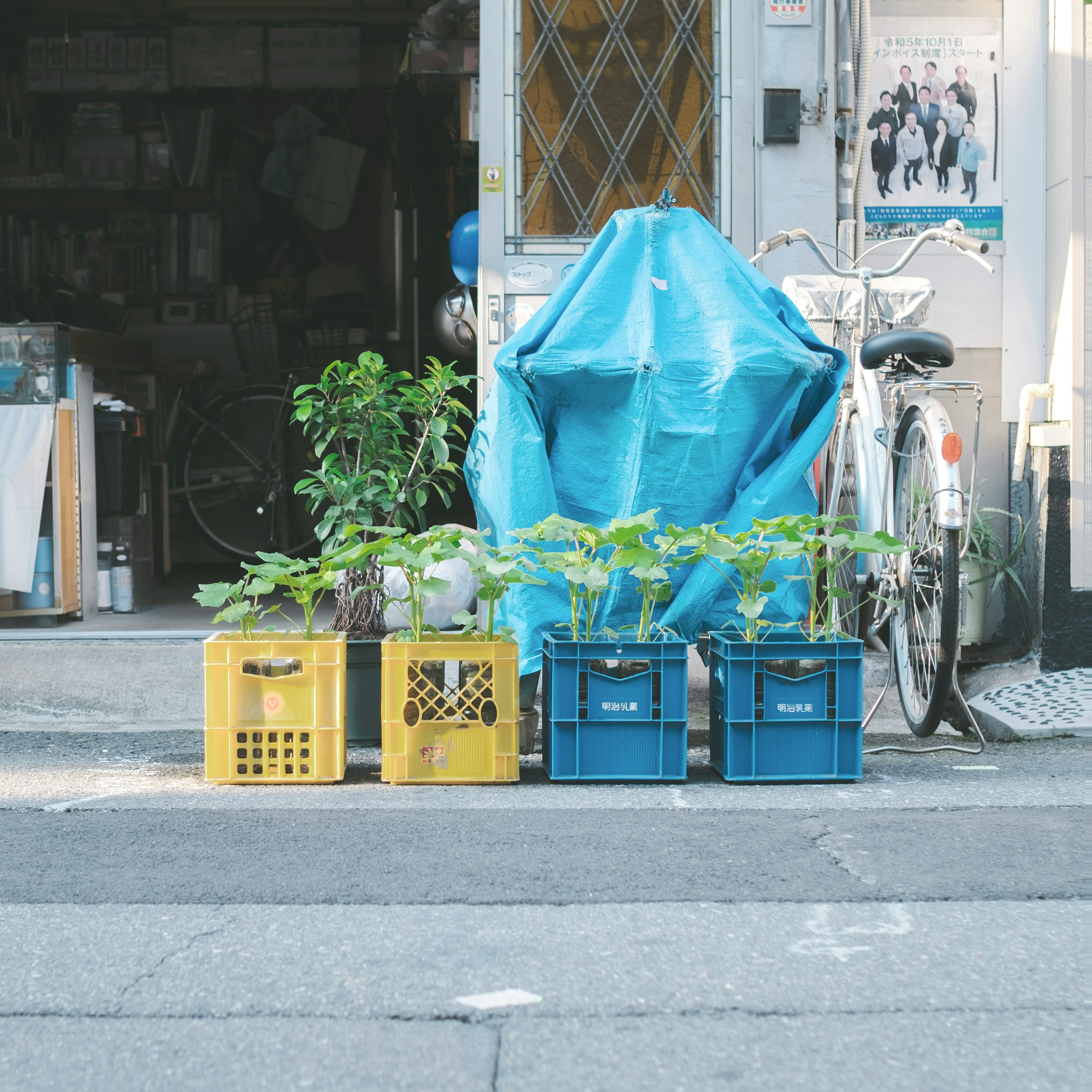 青いビニールシートの下にある植物とカラフルな収納ボックスが並ぶ街の風景