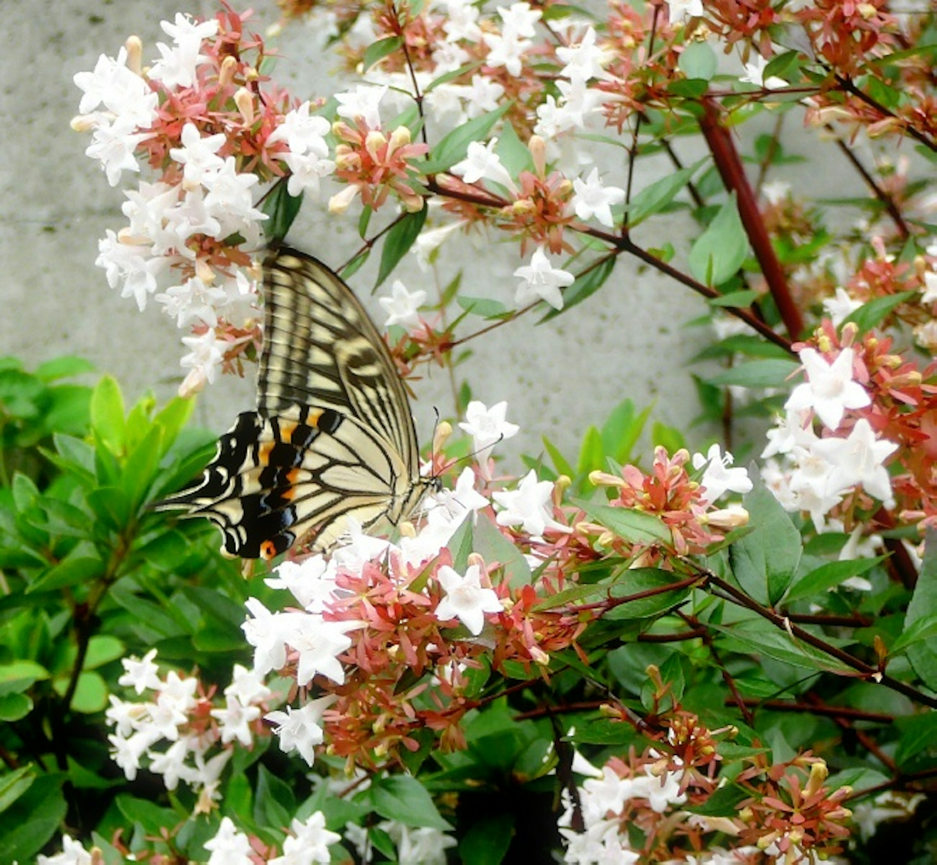 Una bella scena di giardino con fiori bianchi e una farfalla nera