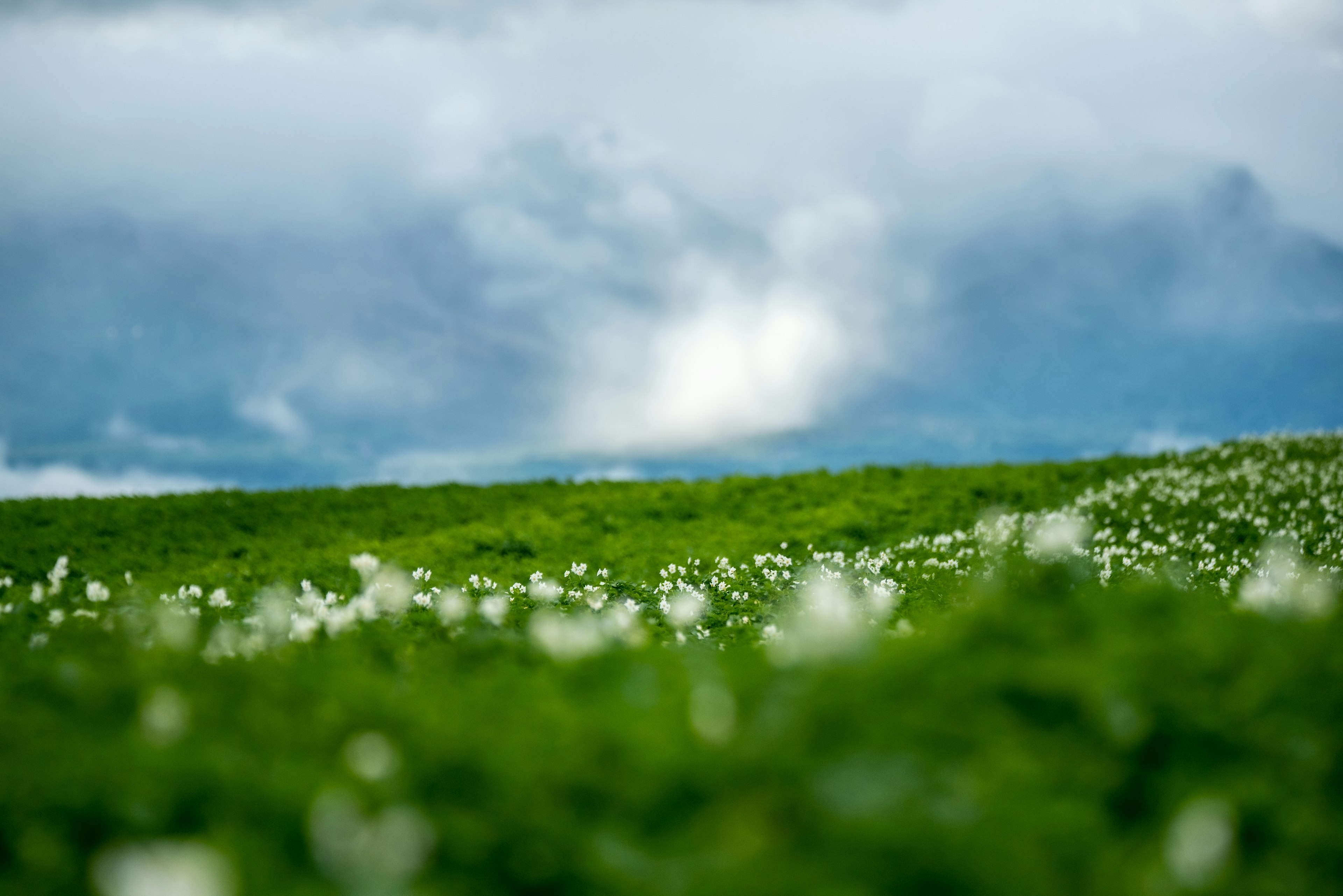 緑の草原に白い花が点在する風景