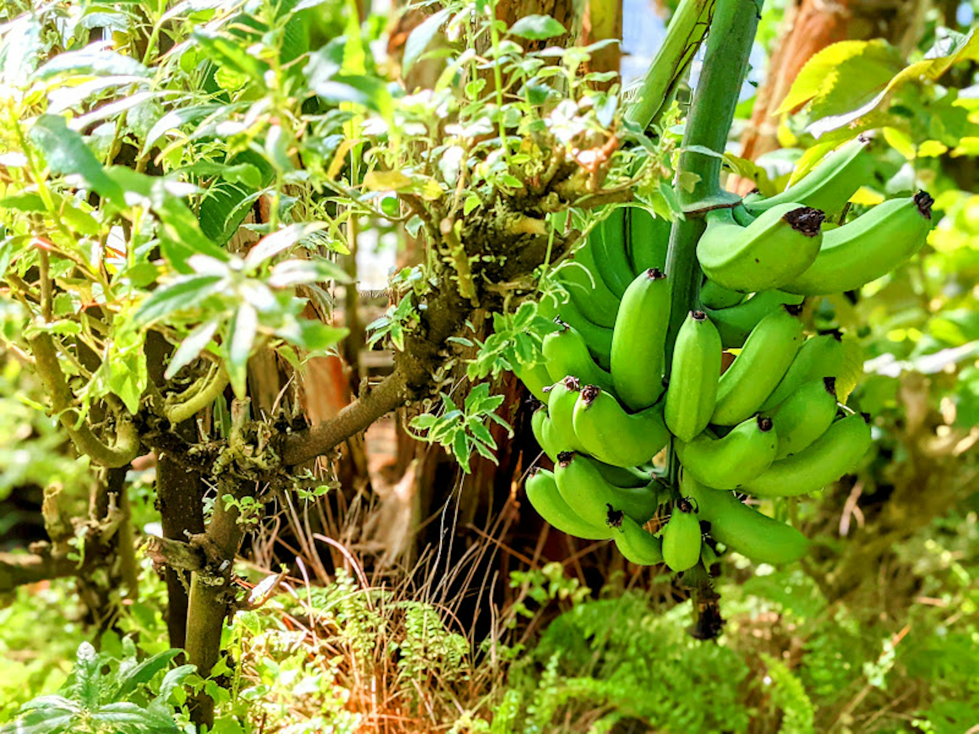 A bunch of green bananas hanging among lush green foliage