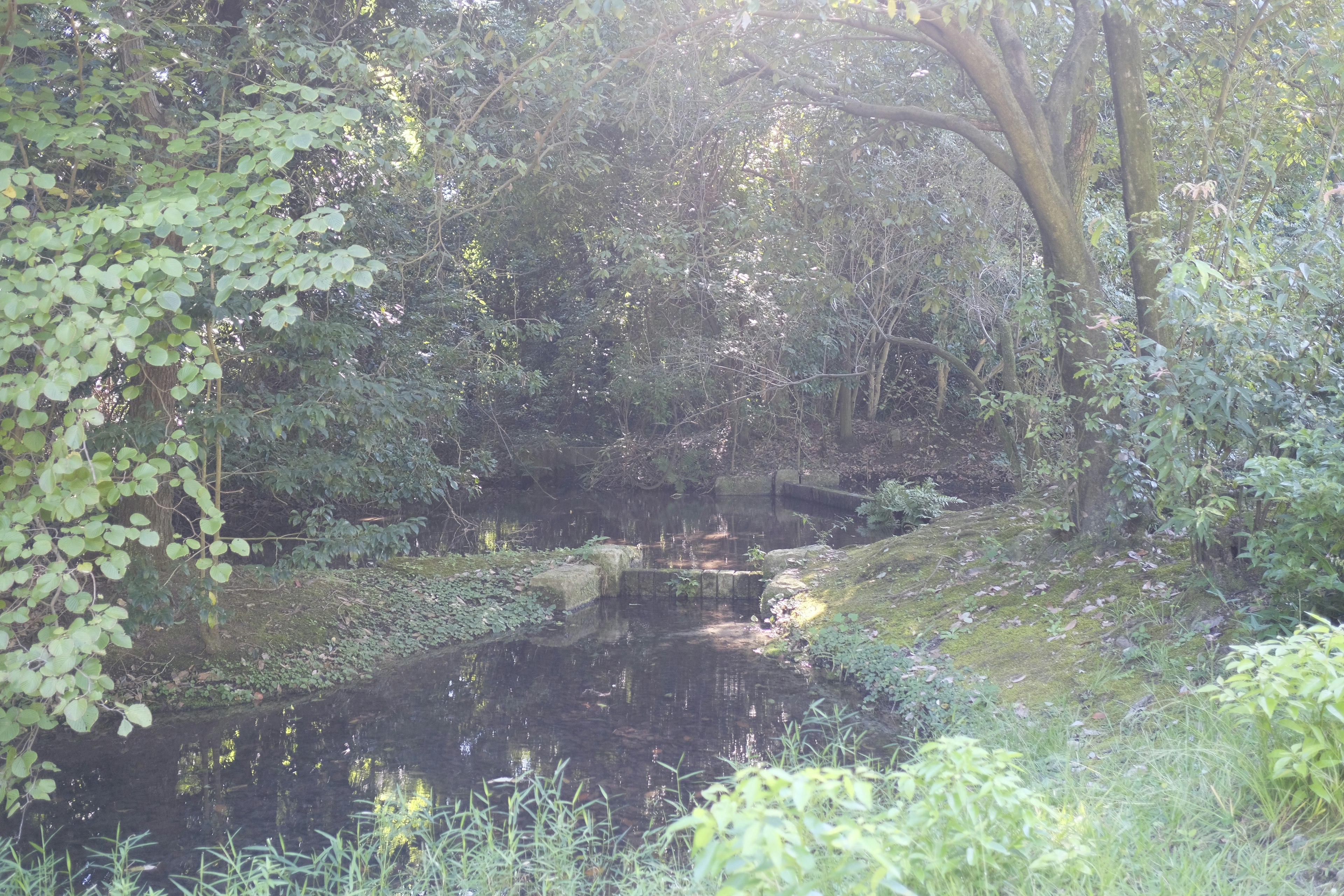 Étang serein entouré d'une verdure luxuriante