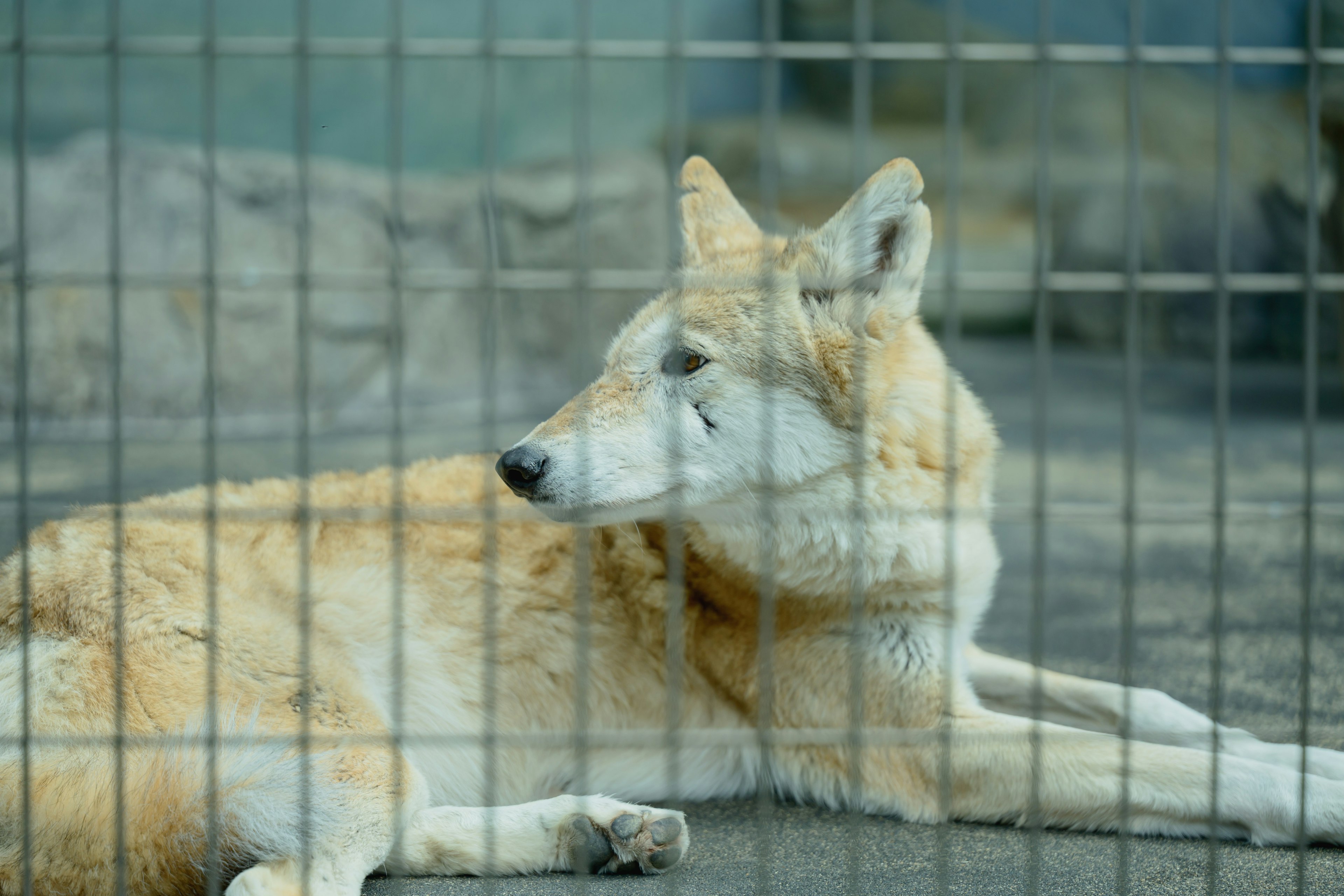 A light brown wolf lying behind a cage