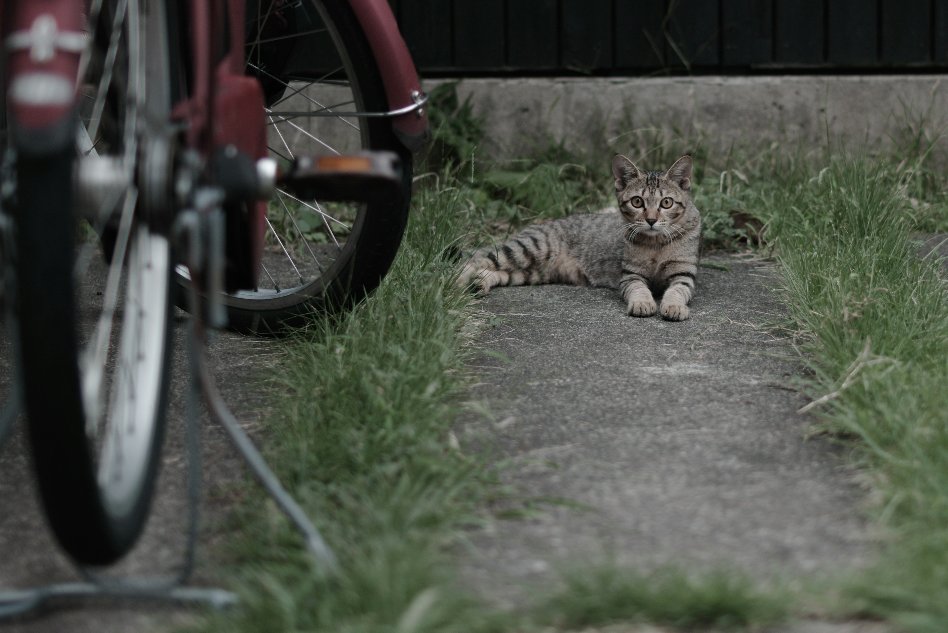 Brown striped cat lying beside a bicycle on a concrete path