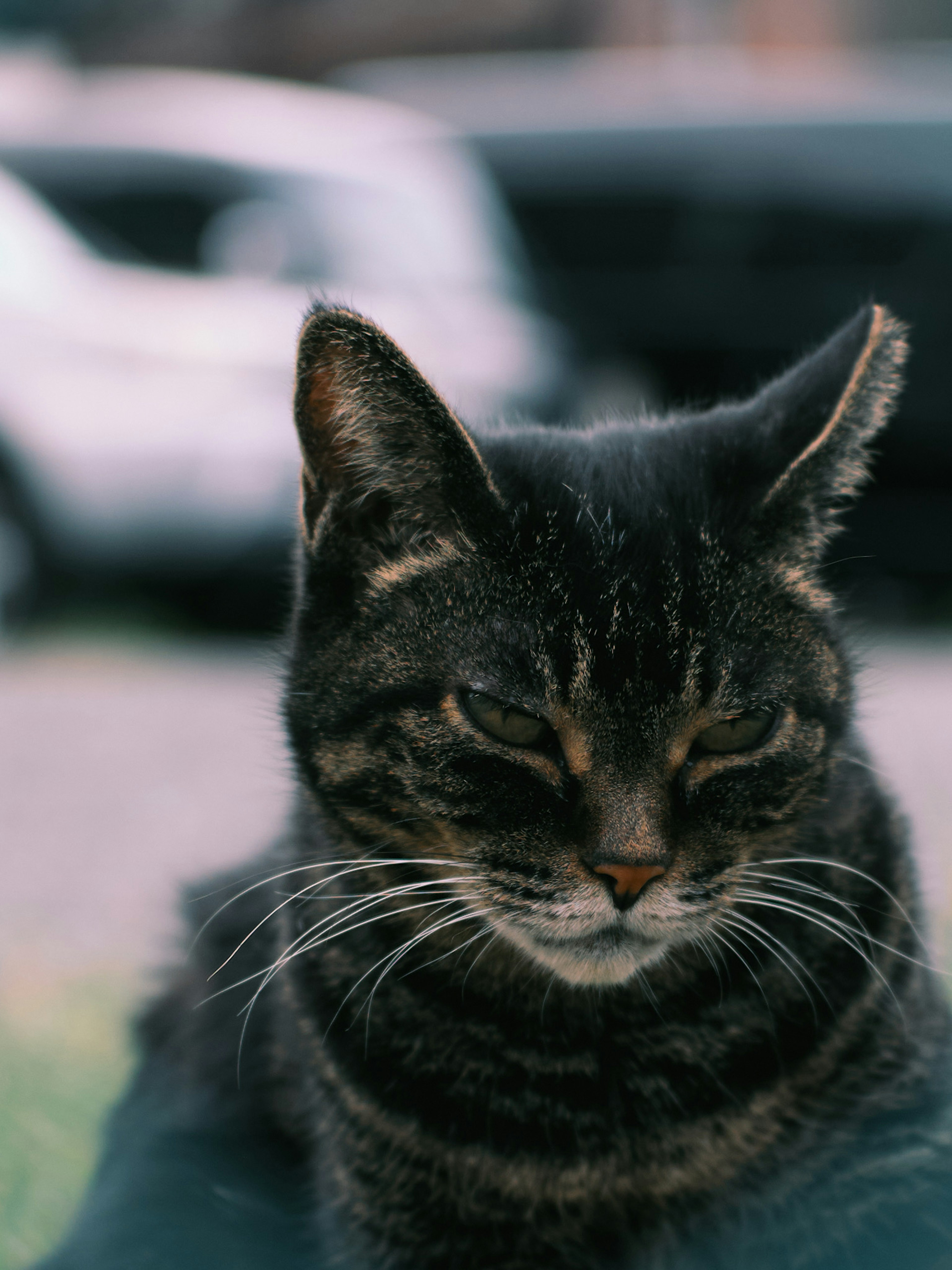 A tabby cat with black and brown stripes is peacefully closing its eyes