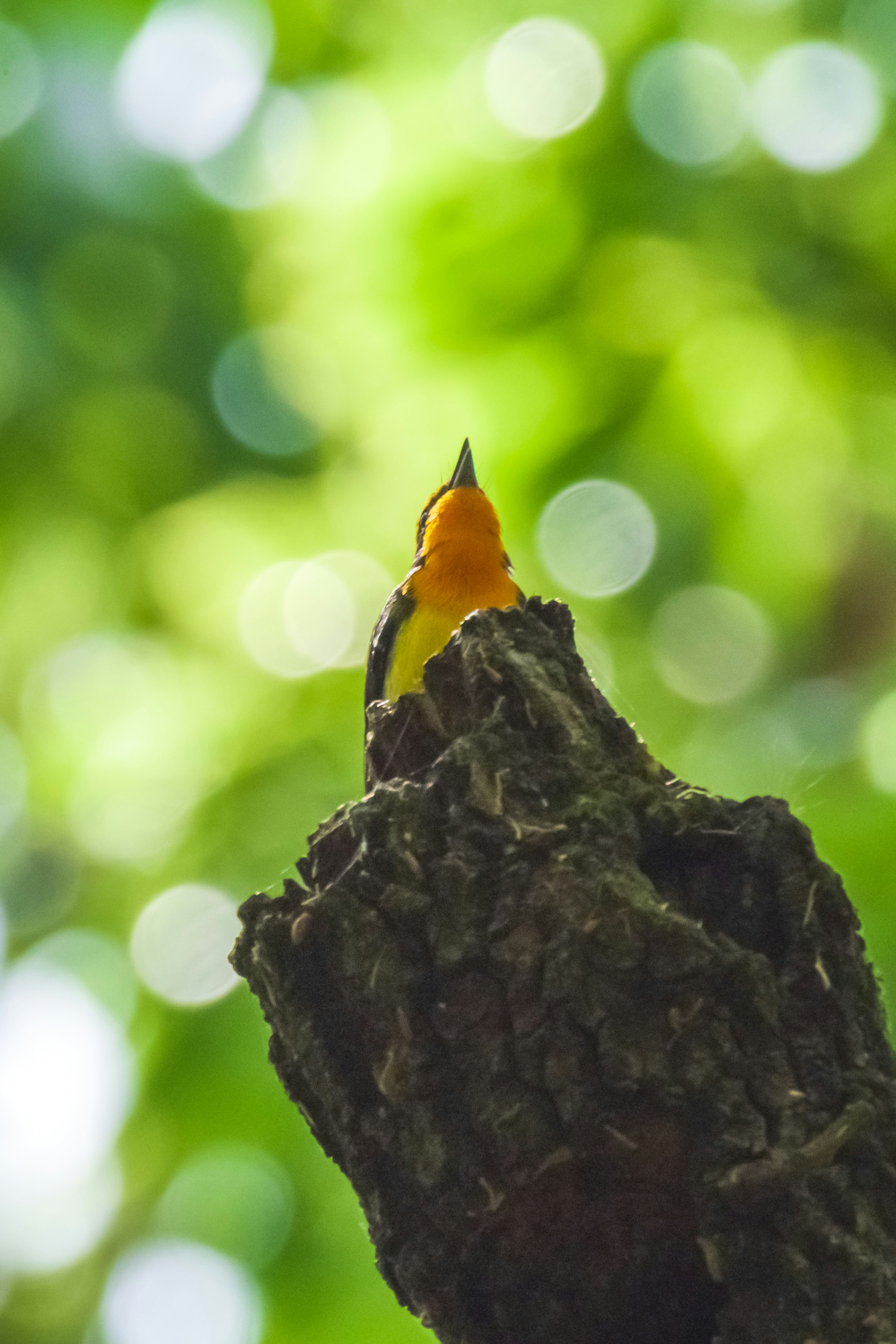 Siluet burung oranye yang bertengger di cabang dengan latar belakang hijau