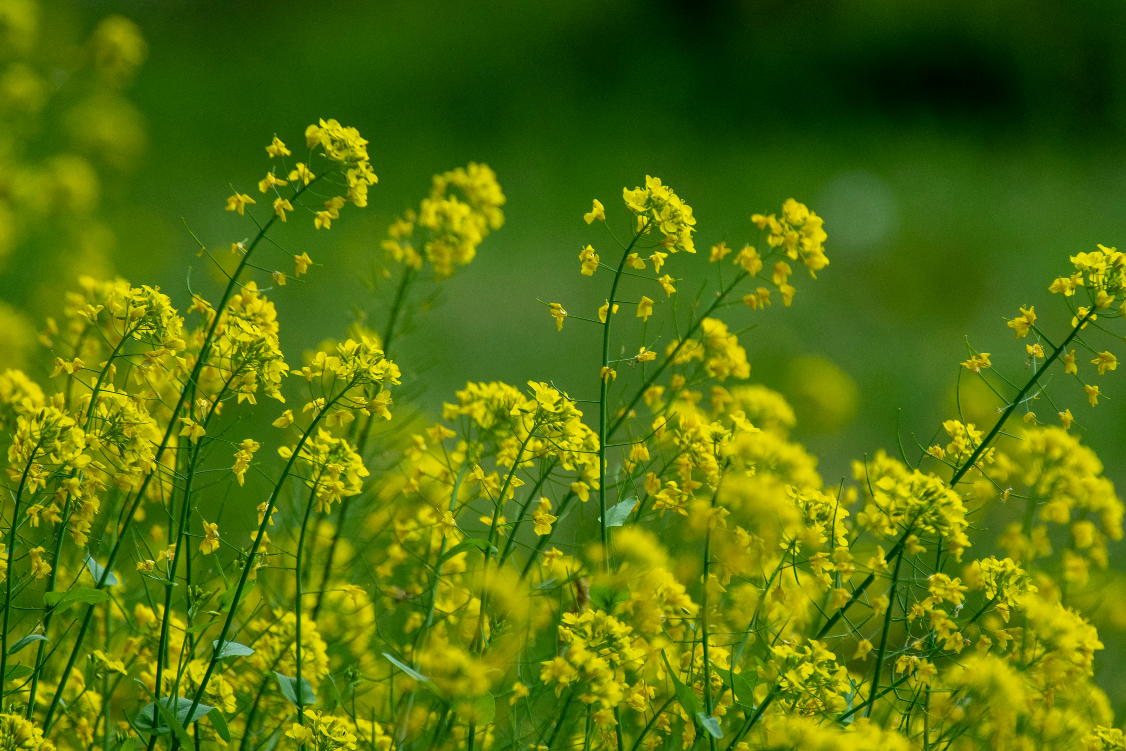 Feld mit leuchtend gelben Blumen vor grünem Hintergrund