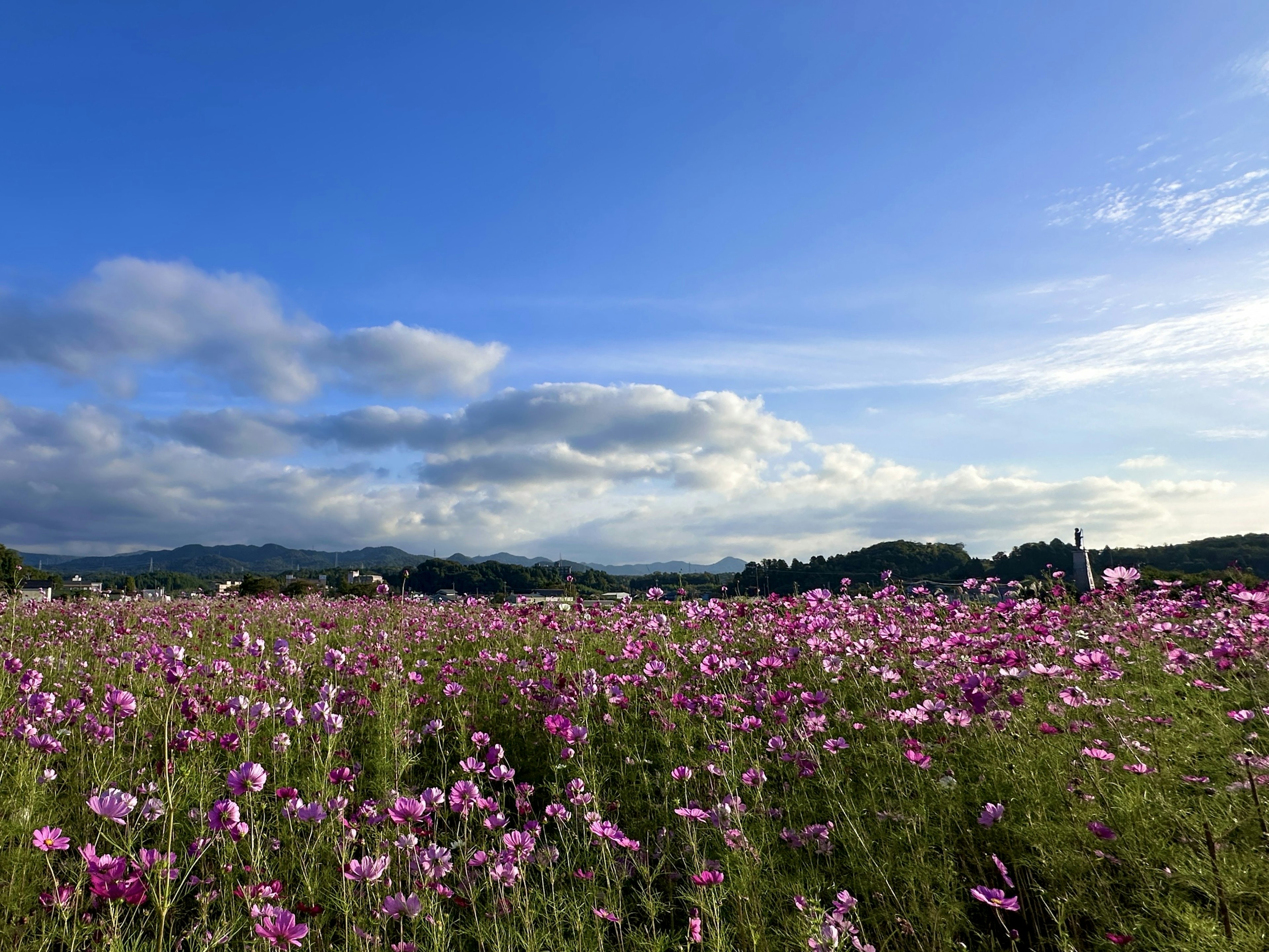 Ladang bunga pink di bawah langit biru dengan pegunungan di kejauhan