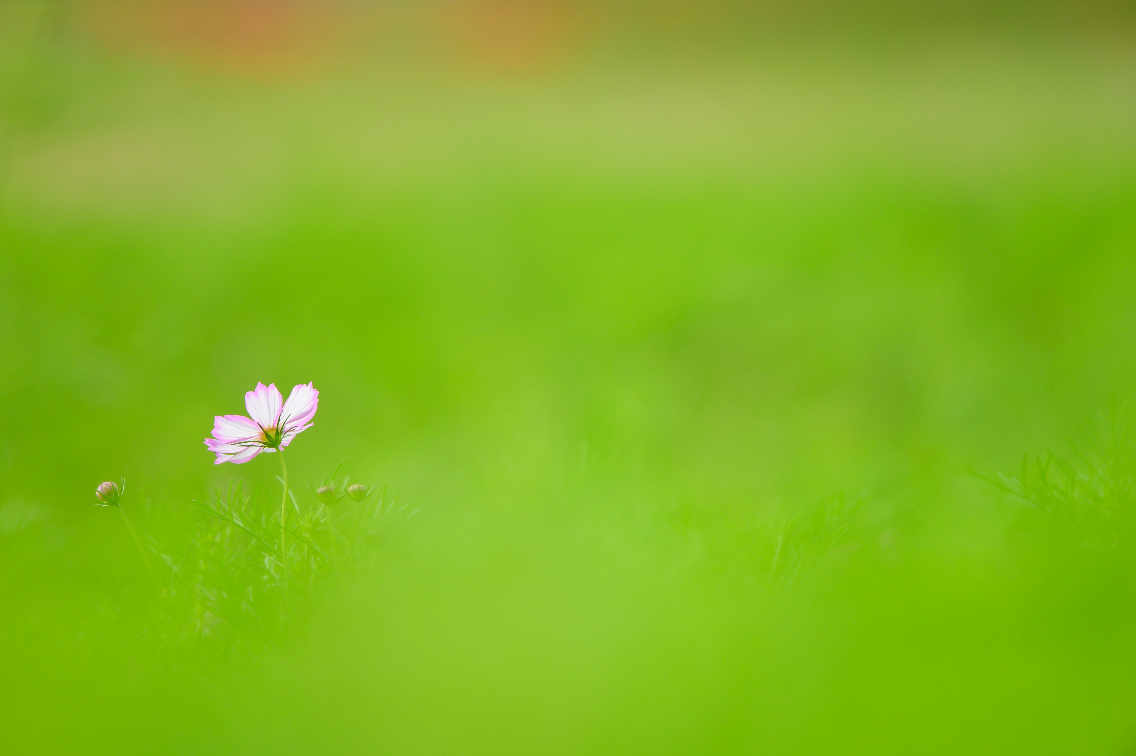 Un piccolo fiore rosa chiaro che sboccia nell'erba verde