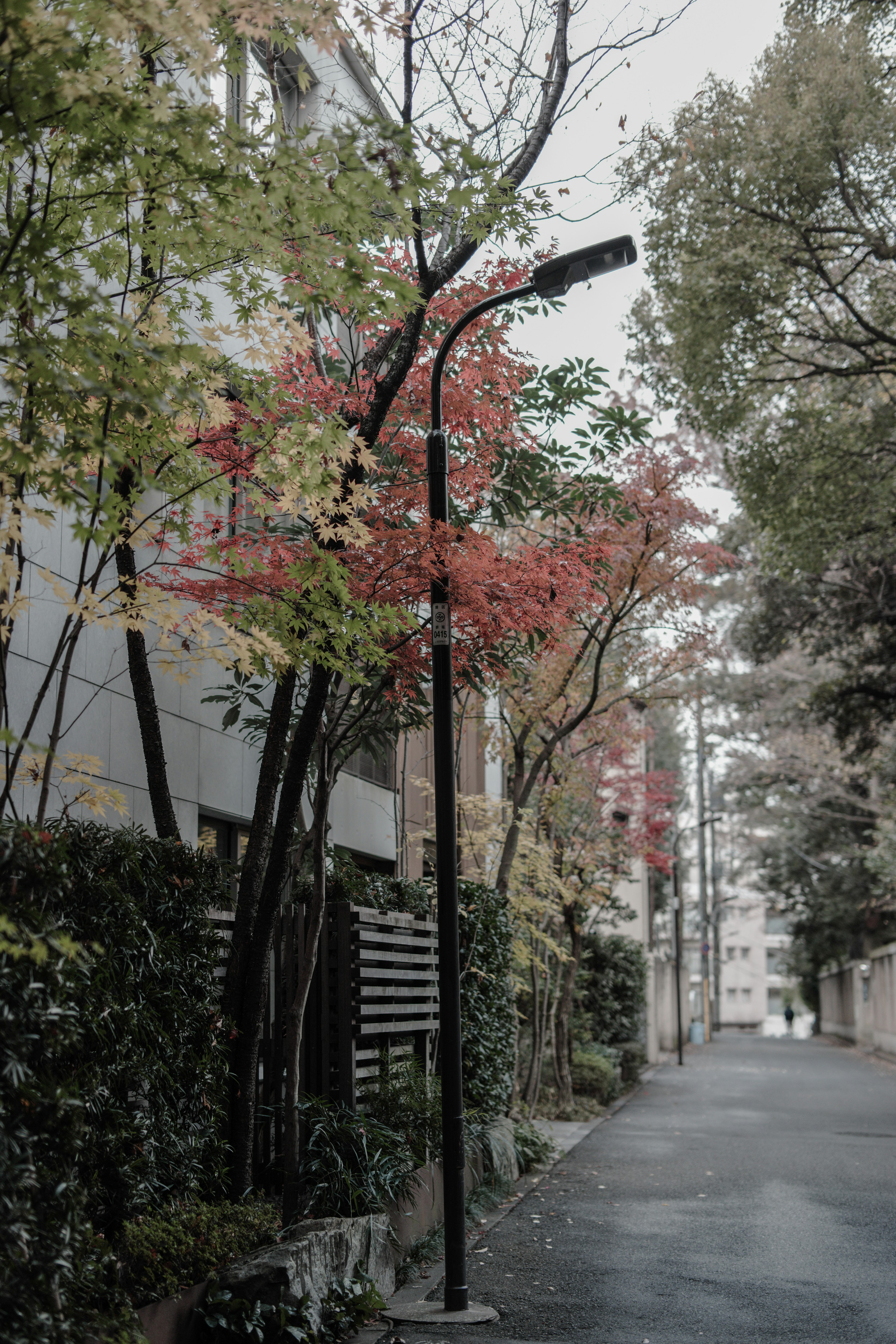 落ち葉の木々と街灯が並ぶ静かな小道